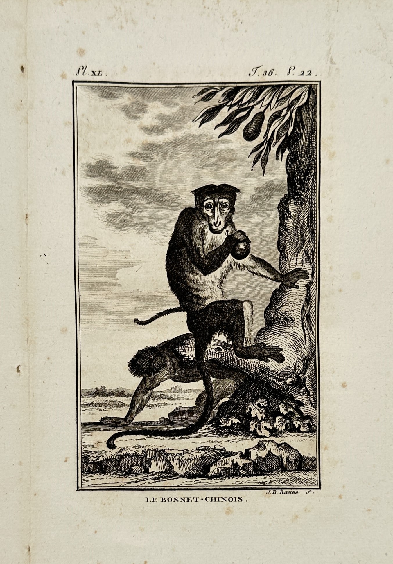 Georges-Louis Leclerc, Comte de Buffon – View of a Bonnet Macaque – Etching (1766): "Le Bonnet-Chinois" is an etching depicting a toque macaque or bonnet macaque seated at the base of a tree, holding a piece of fruit. The primate is shown in profile with its characteristic cap-like h