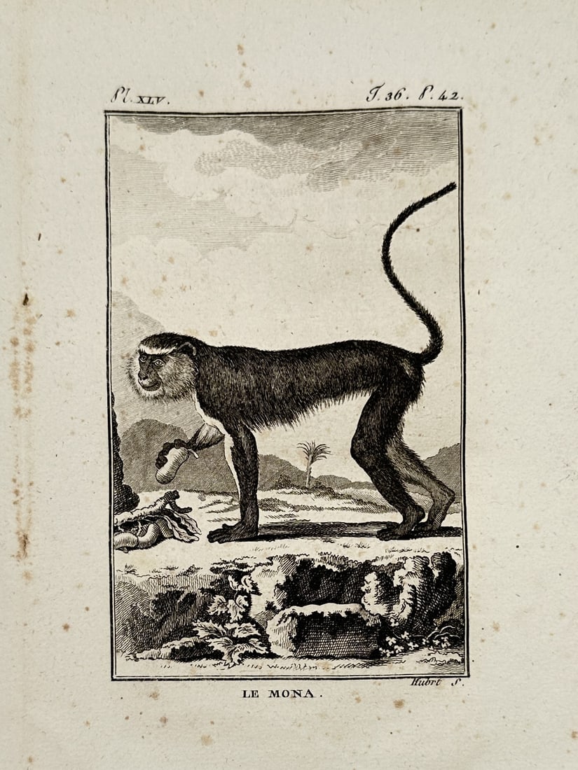 Georges-Louis Leclerc, Comte de Buffon – View of a Mona Monkey – Etching (1766): "Le Mona" is an etching depicting a Mona monkey in profile, standing on a rocky outcrop within a sparse landscape. The primate is shown with its long tail arched upward and a hand reaching toward the 