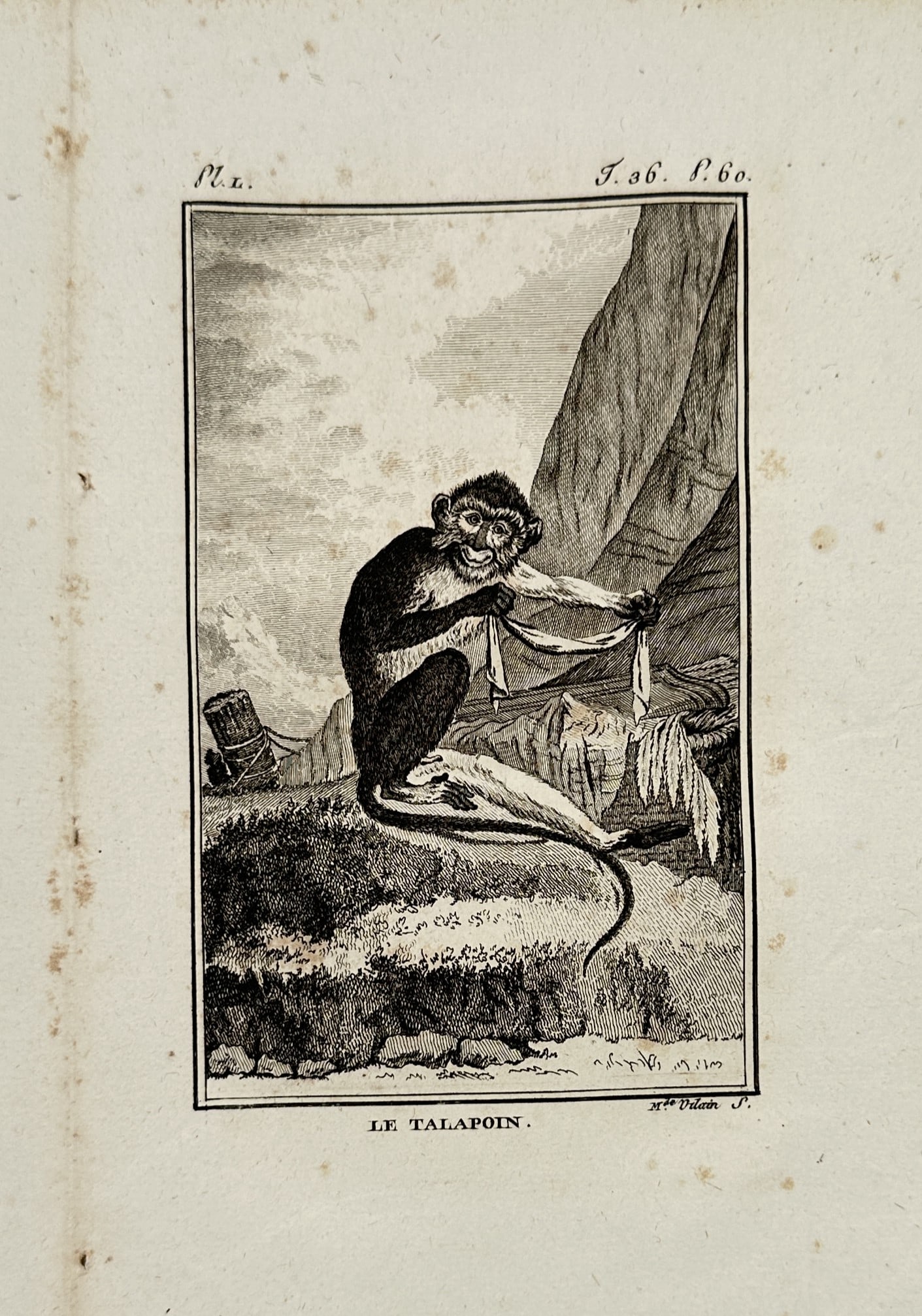 Georges-Louis Leclerc, Comte de Buffon – View of a Talapoin Monkey – Etching (1766): "Le Talapoin" is an etching depicting a talapoin monkey, the smallest of the Old World monkeys, seated on a rocky ledge. The primate is shown in a three-quarter view, manipulating a piece of cloth or 
