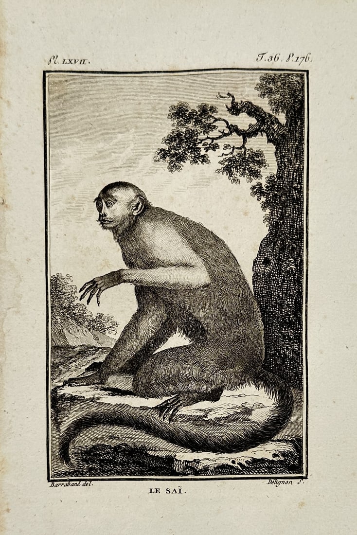 Georges-Louis Leclerc, Comte de Buffon – View of a Capuchin Monkey (Le Saï) – Etching (1766): "Le Saï" is an etching depicting a capuchin monkey (specifically the weeper capuchin) crouched on a rocky surface next to a tree. The primate is shown in profile with its characteristic prehensile ta