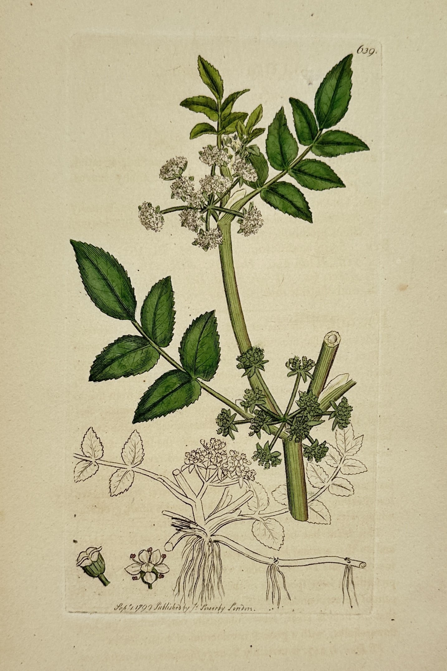 James Sowerby (1757–1822) – View of Lesser Water-Parsnip – Hand-coloured etching (1799) (1 of 2)