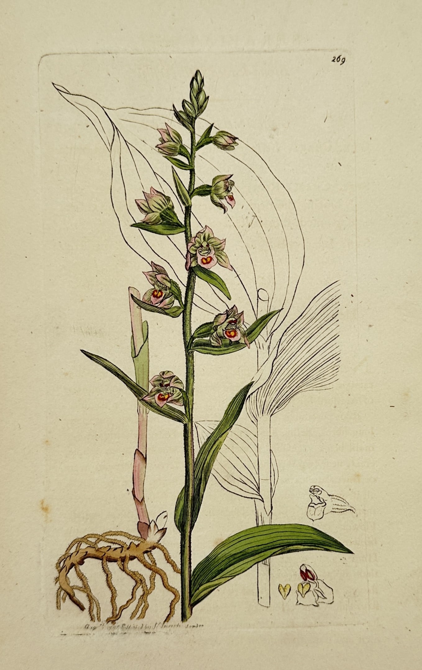 James Sowerby (1757–1822) – View of Broad-leaved Helleborine – Hand-coloured etching (1795): "Epipactis latifolia" (originally labeled under the genus Serapias) is a hand-coloured etching illustrating the broad-leaved helleborine, a species of orchid. The composition shows the plant's upright