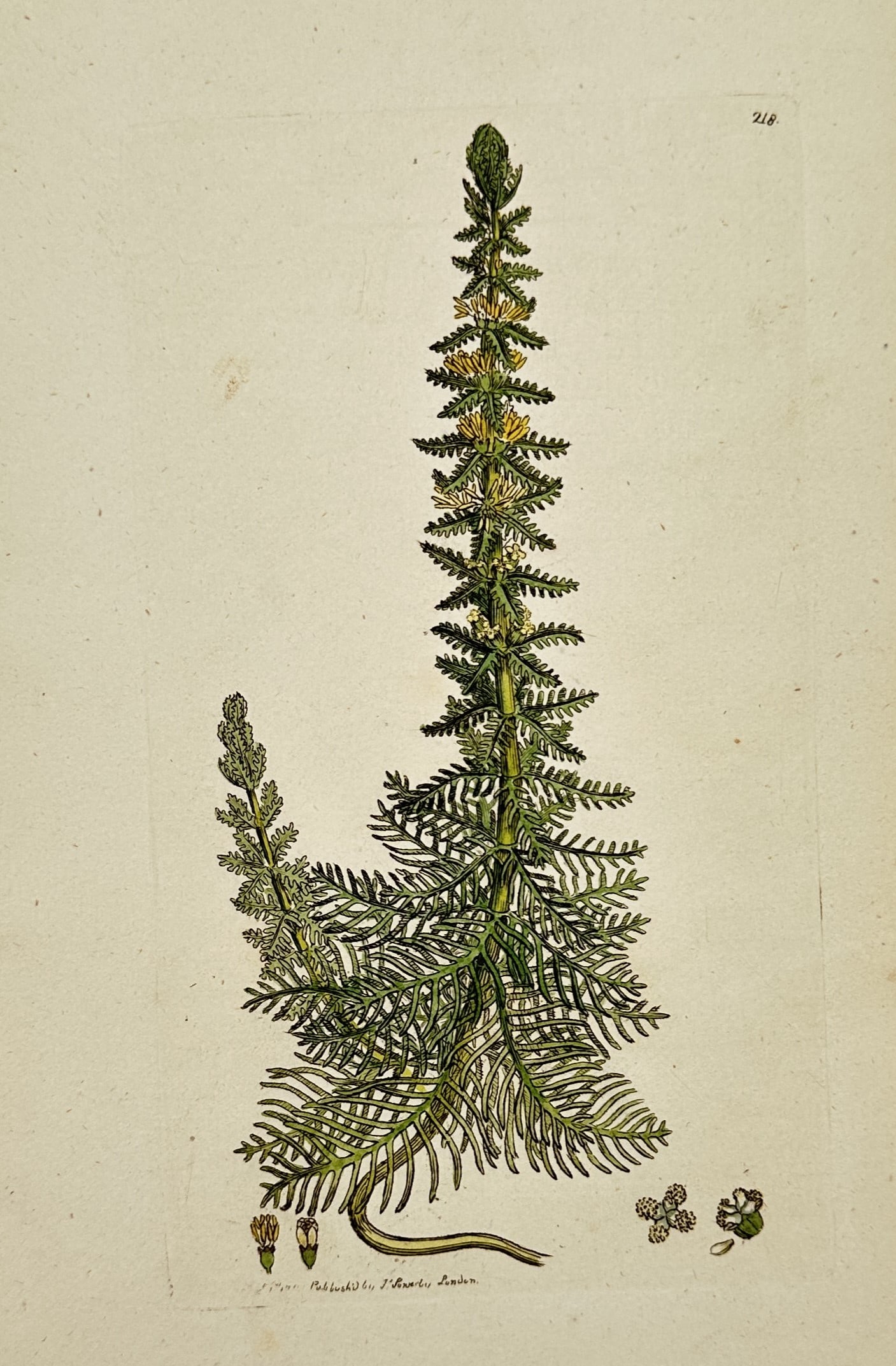 James Sowerby (1757–1822) – View of Whorled Water-Milfoil – Hand-coloured etching (1794) (1 of 2)
