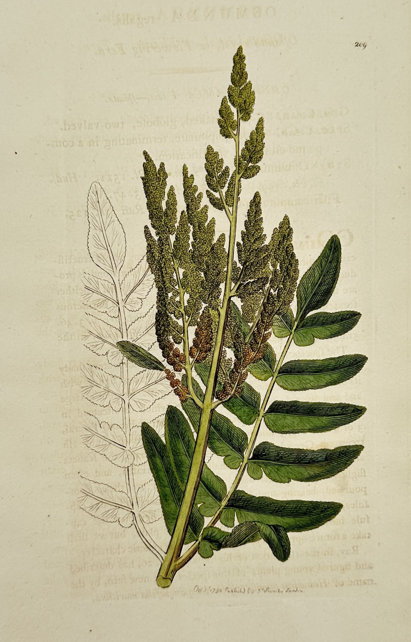 James Sowerby (1757–1822) – View of Royal Fern – Hand-coloured etching (1794): "Osmunda regalis" is a hand-coloured etching depicting the fertile frond of the Royal Fern. The illustration highlights the distinct "flowering" appearance of the fern's sporangia-bearing pinnae at th