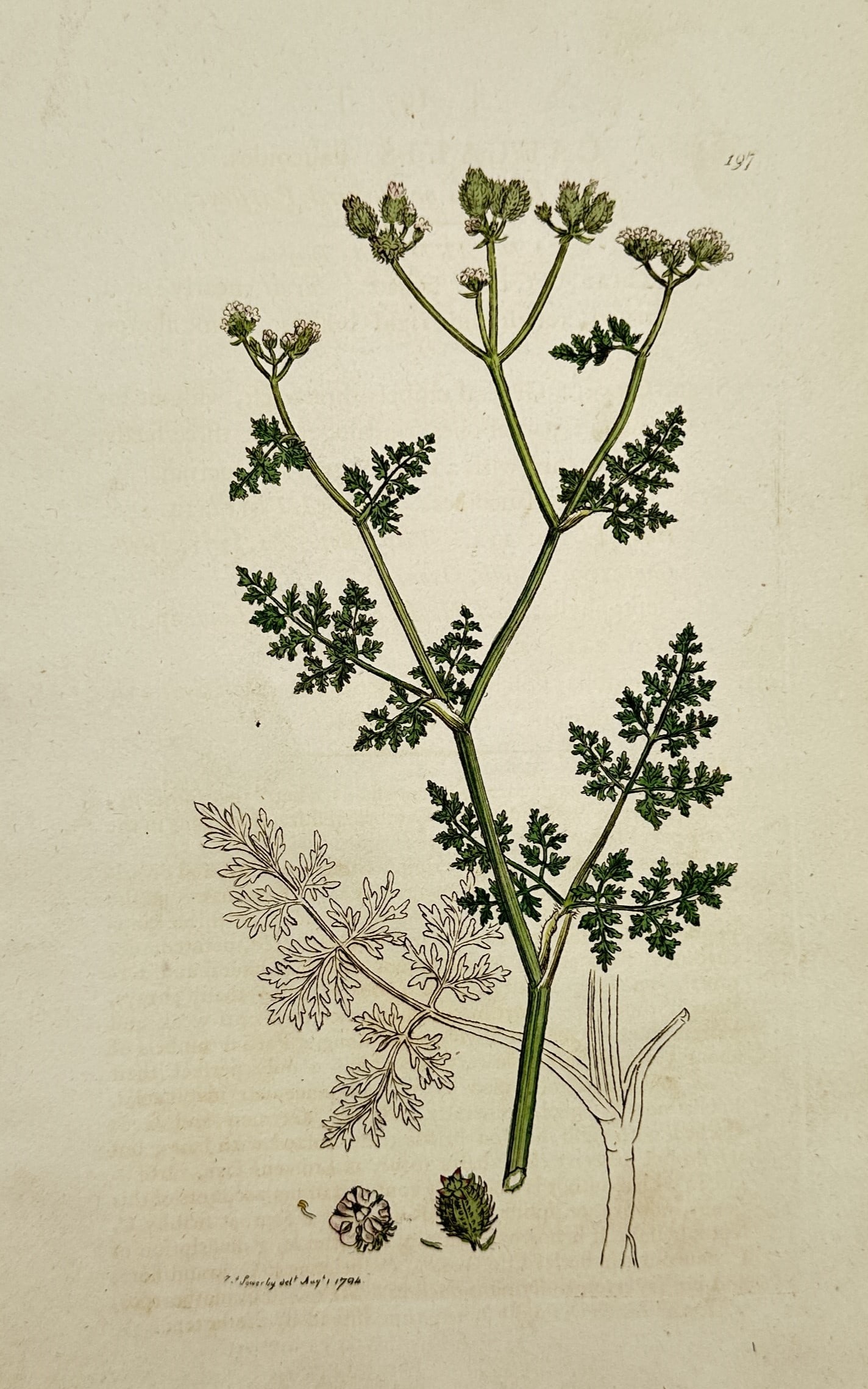 James Sowerby (1757–1822) – View of Knotted Hedge-Parsley – Hand-coloured etching (1794) (1 of 2)