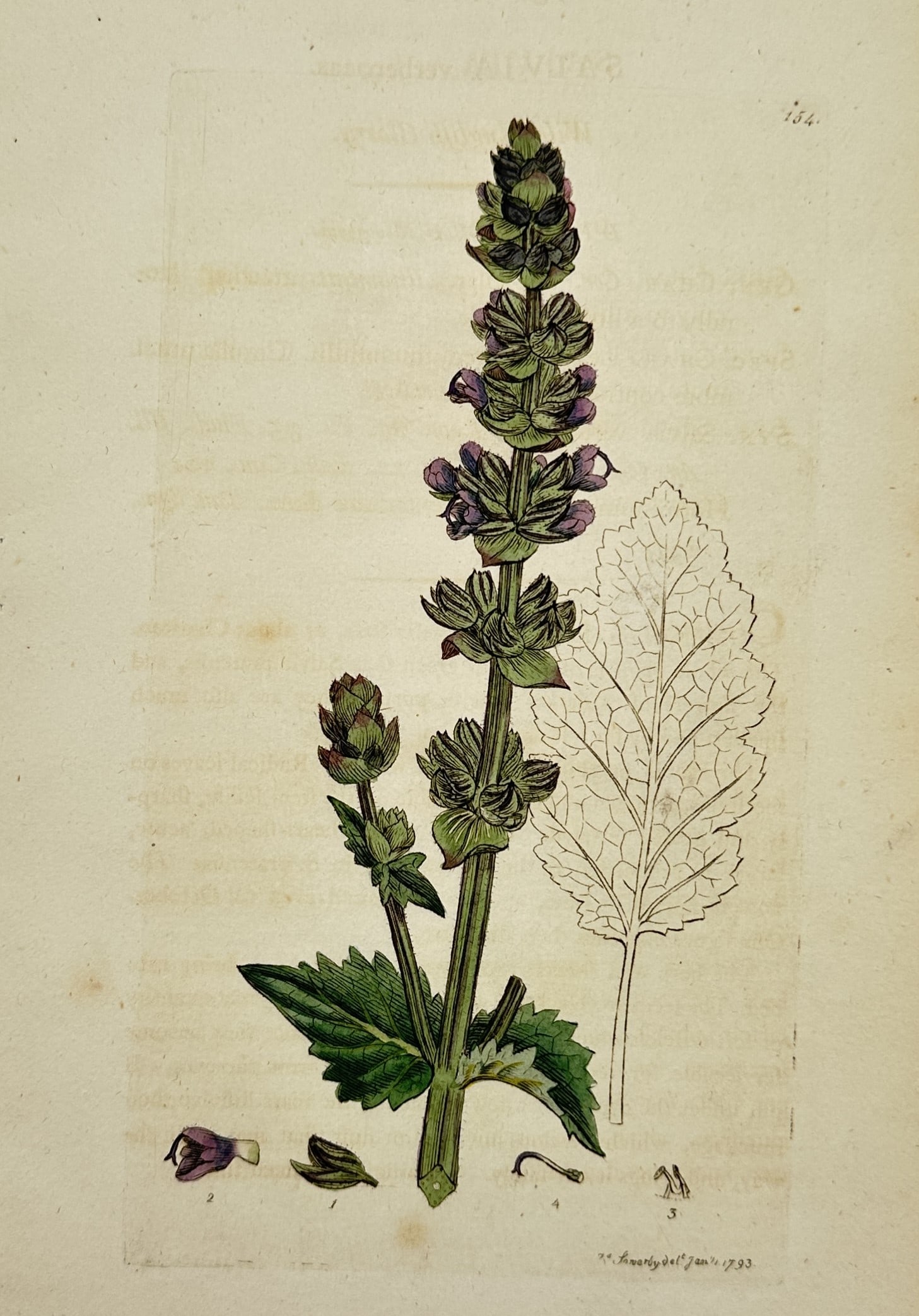 James Sowerby (1757–1822) – View of Meadow Clary – Hand-coloured etching (1794): "Salvia pratensis" is a hand-coloured etching depicting the Meadow Clary or Meadow Sage. The illustration features an upright, square-angled stem bearing a spike of lipped, purple-blue flowers arrange