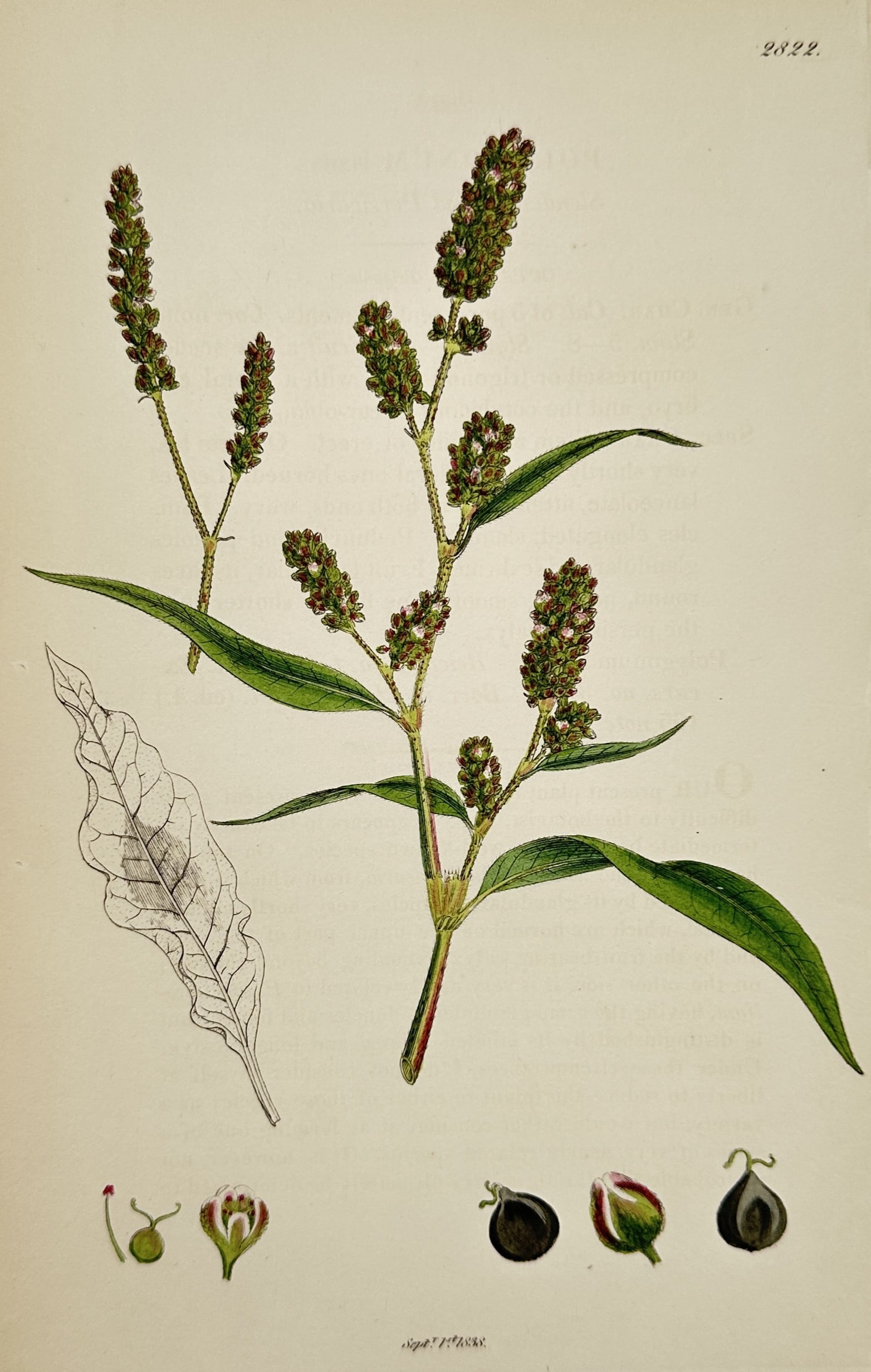 James Sowerby (1757–1822) – View of Pale Persicaria – Hand-coloured etching (1838) (1 of 2)