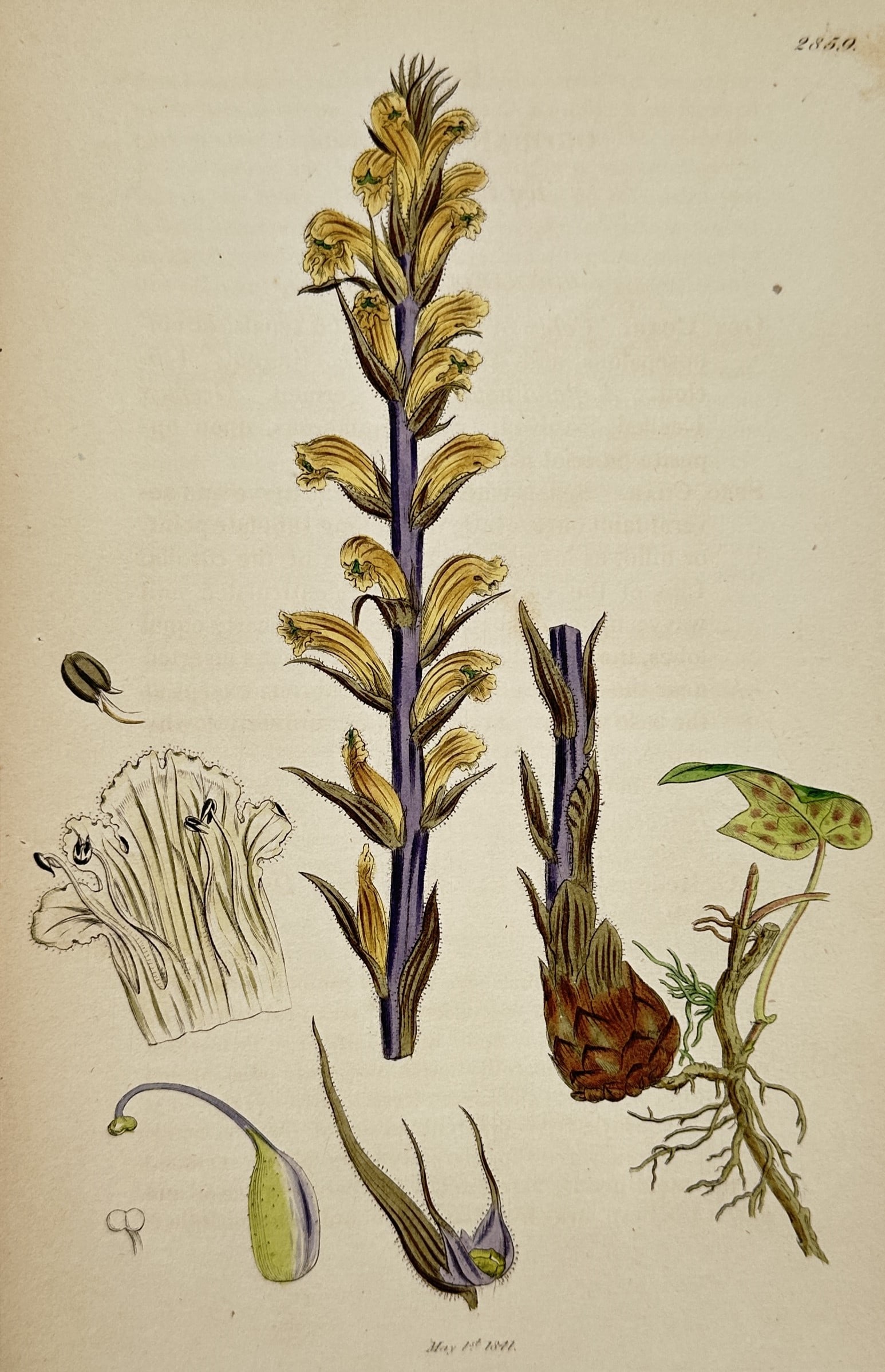 James Sowerby (1757–1822) – View of Ivy Broomrape – Hand-coloured etching (1844) (1 of 2)