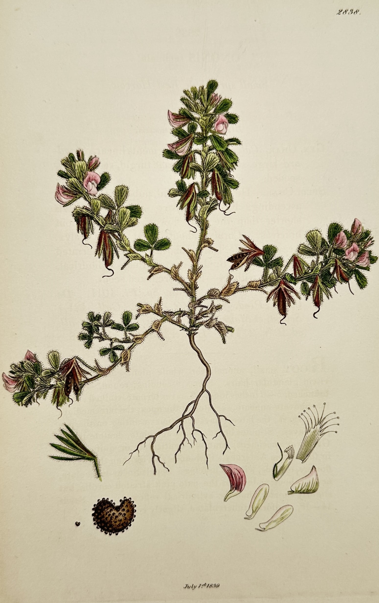 James Sowerby (1757–1822) – View of Small Restharrow – Hand-coloured etching (1839) (1 of 2)