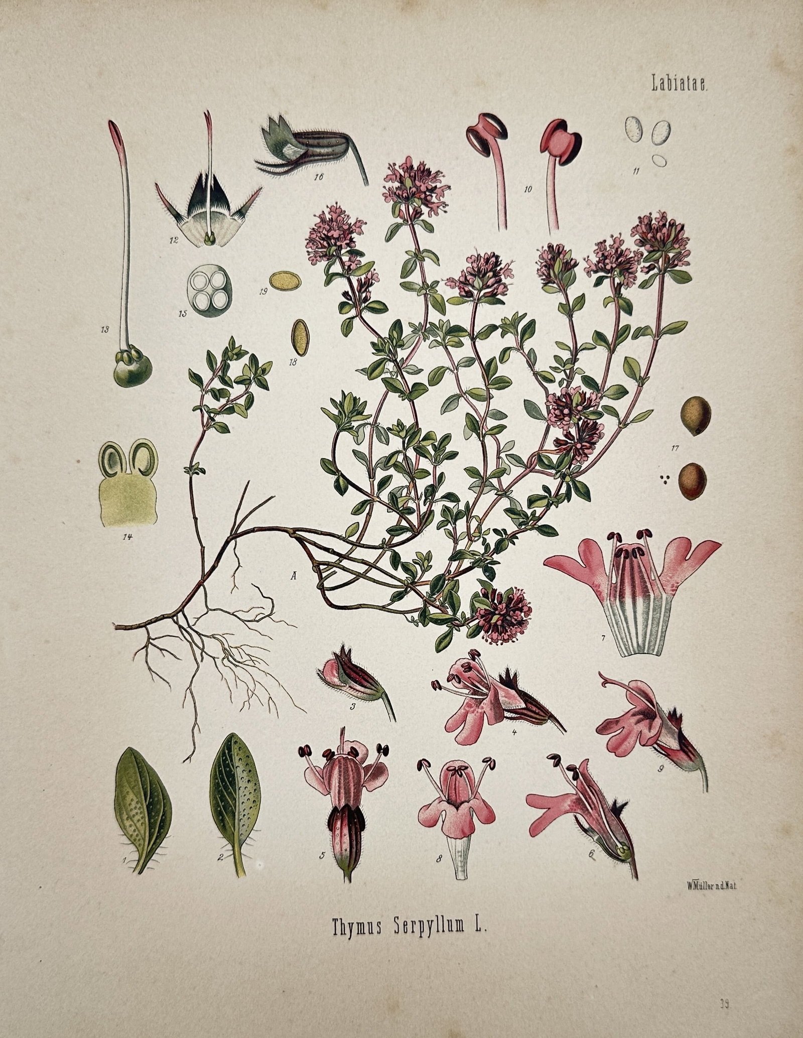 Hermann Adolph Köhler (1834–1879) – View of Wild Thyme – Chromolithograph (1887): "Thymus Serpyllum L." is a chromolithograph illustrating wild thyme, showing the creeping stems, small oval leaves, and dense clusters of pink flowers. The central botanical study is surrounded by nin