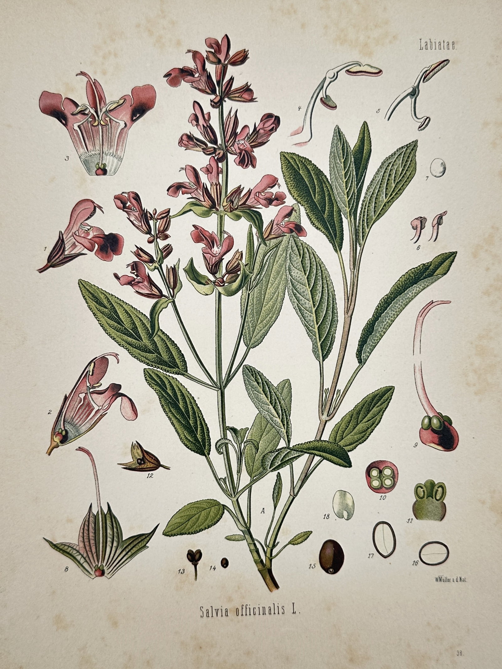 Hermann Adolph Köhler (1834–1879) – View of Common Sage – Chromolithograph (1887): "Salvia officinalis L." is a chromolithograph depicting the common sage, showing its woody stem, rugose grey-green leaves, and a spike of lipped purplish-pink flowers. The central illustration is acco