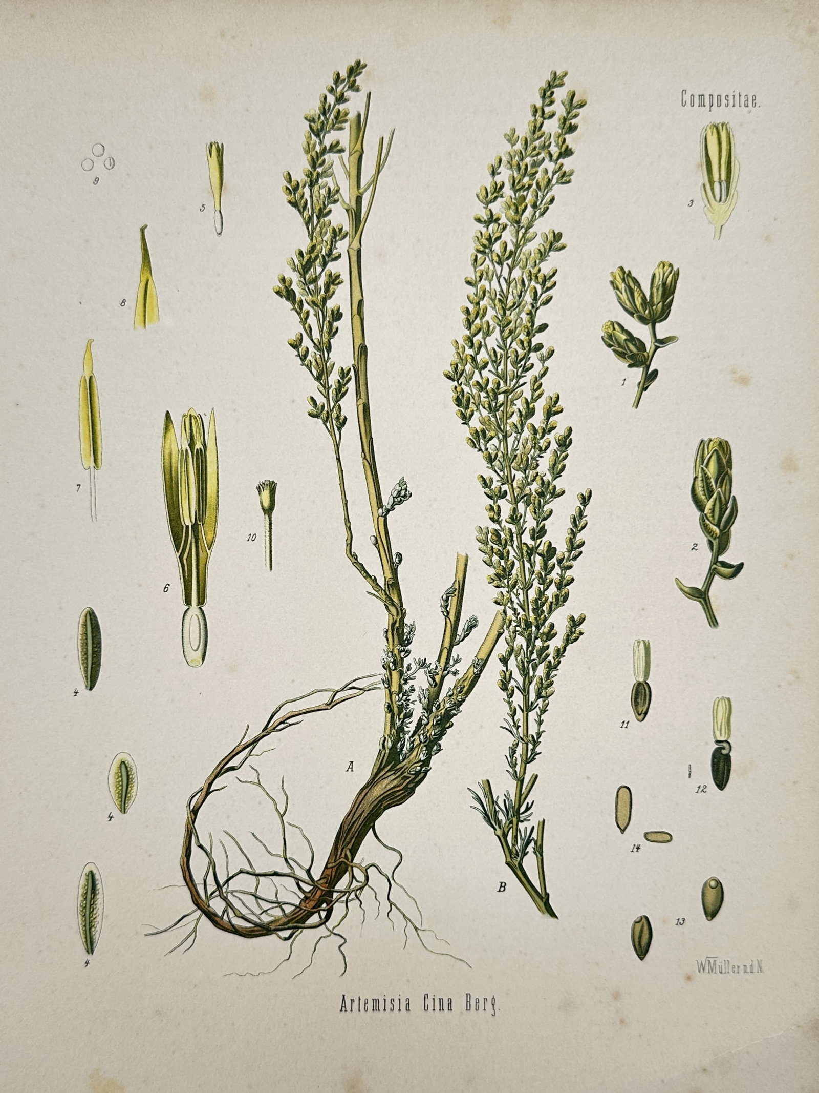 Hermann Adolph Köhler (1834–1879) – View of Levant Wormseed – Chromolithograph (1887): "Artemisia Cina Berg" is a chromolithograph illustrating Levant wormseed, a species of wormwood, showing its woody rootstock and upright flowering stems laden with small, dense flower heads. The centr