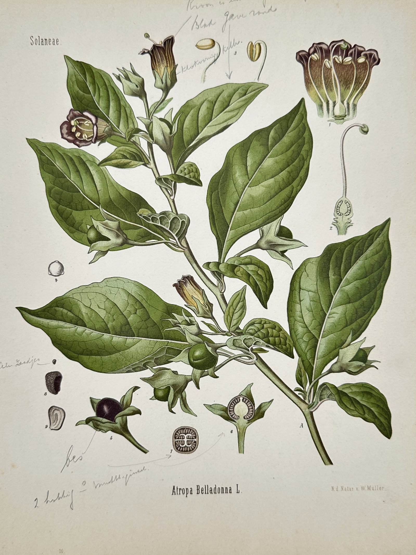 Hermann Adolph Köhler (1834–1879) – View of Deadly Nightshade – Chromolithograph (1887) (1 of 2)