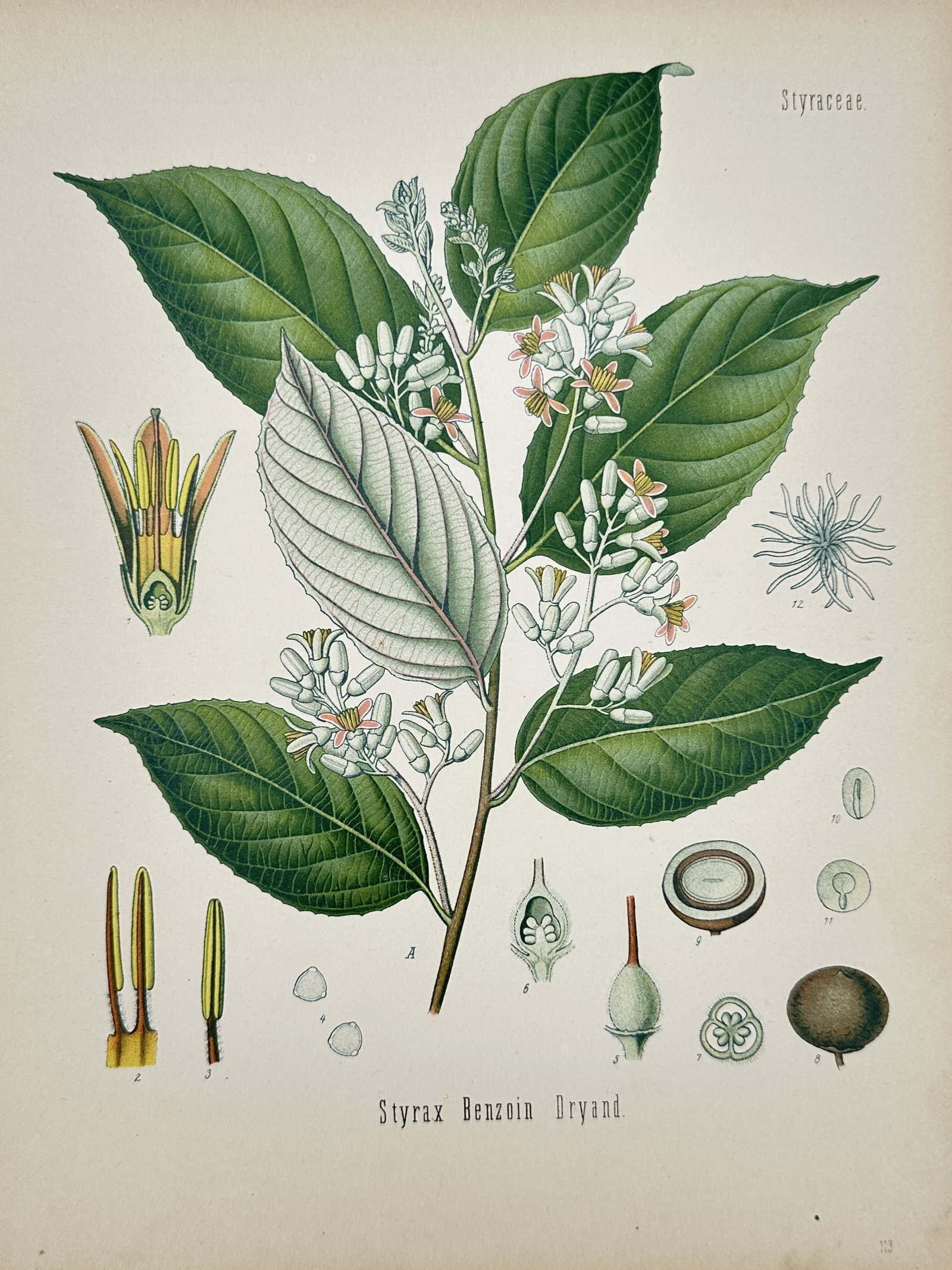 Hermann Adolph Köhler (1834–1879) – View of Benzoin Tree – Chromolithograph (1887) (1 of 2)
