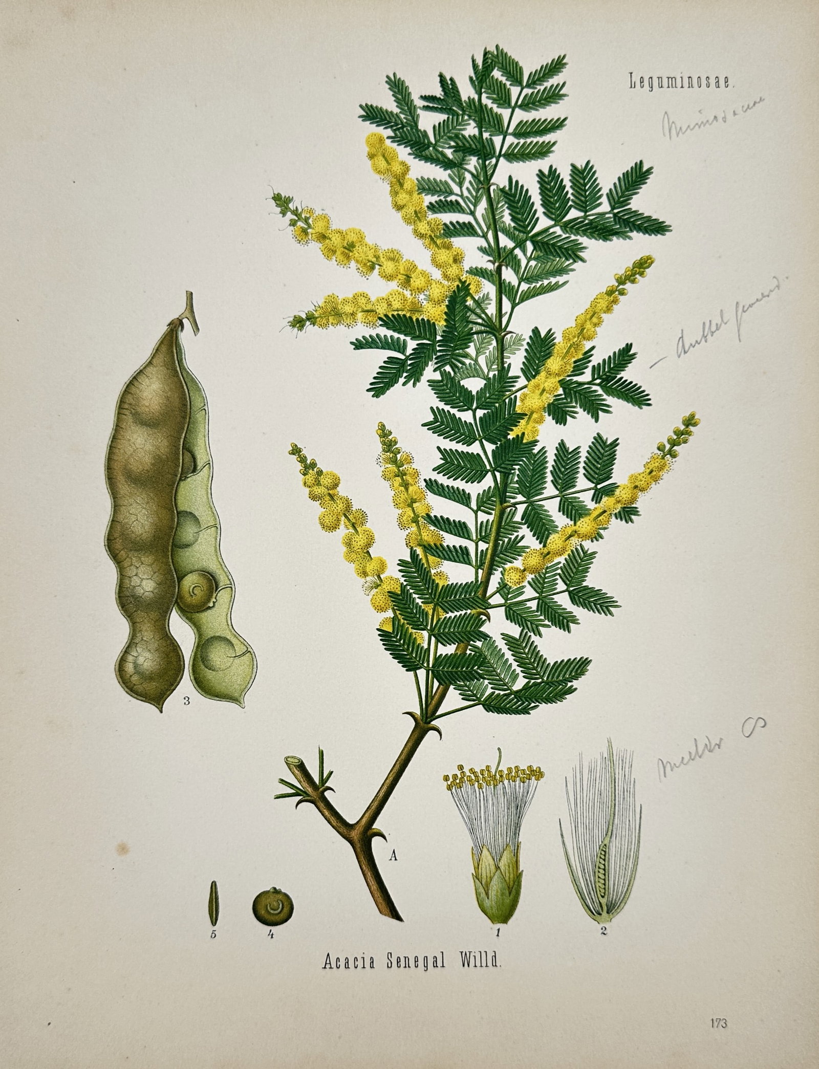 Hermann Adolph Köhler (1834–1879) – View of Gum Arabic Tree – Chromolithograph (1887): "Acacia Senegal Willd." is a chromolithograph depicting the gum arabic tree, featuring a thorny branch with bipinnate leaves and elongated spikes of bright yellow flowers. To the left, a large seed po