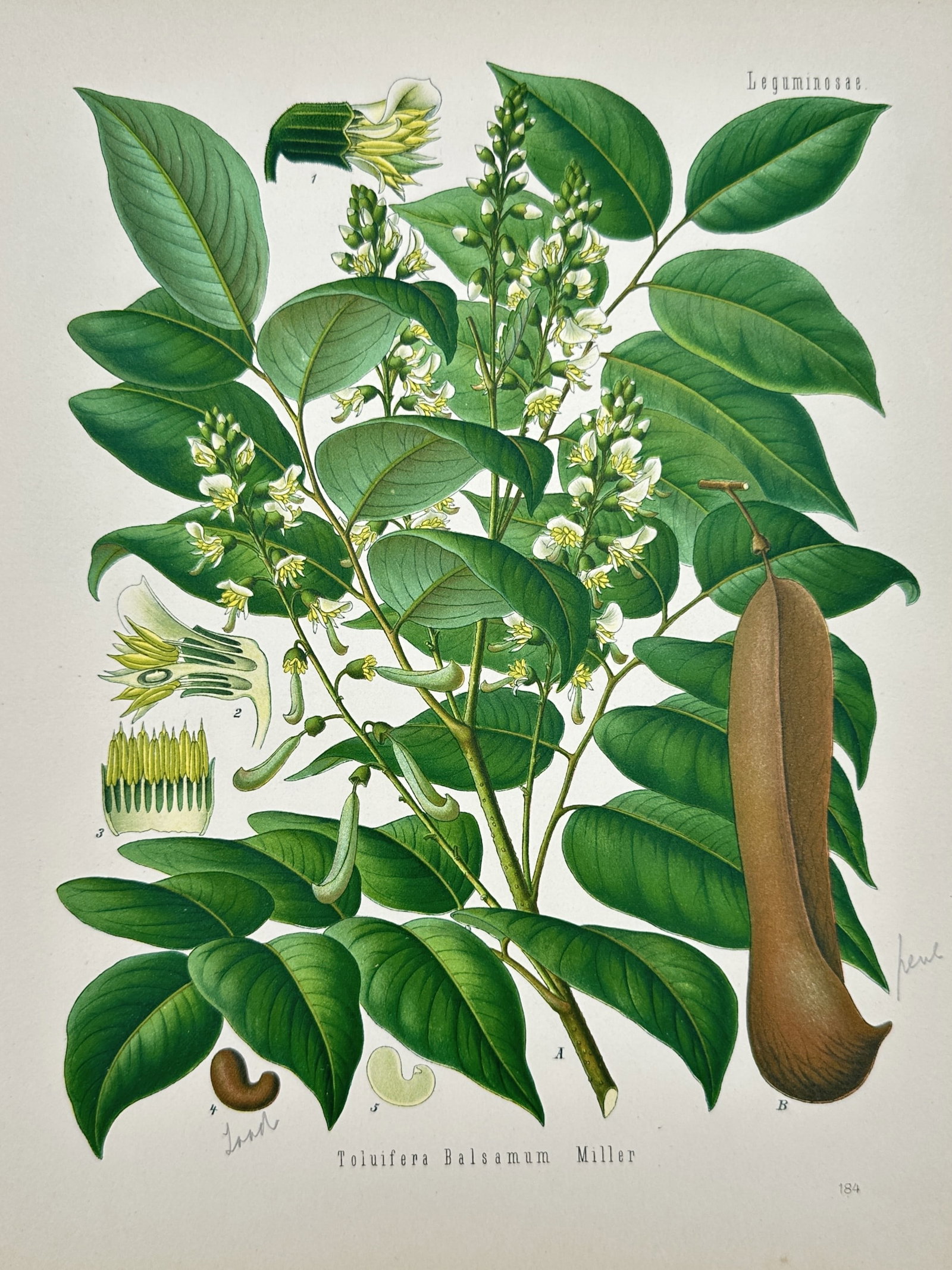 Hermann Adolph Köhler (1834–1879) – View of Balsam of Tolu Tree – Chromolithograph (1887): "Toluifera Balsamum Miller" (now commonly classified as Myroxylon balsamum) is a chromolithograph depicting the balsam of tolu tree, featuring a central branch with lush pinnate leaves and upright rac