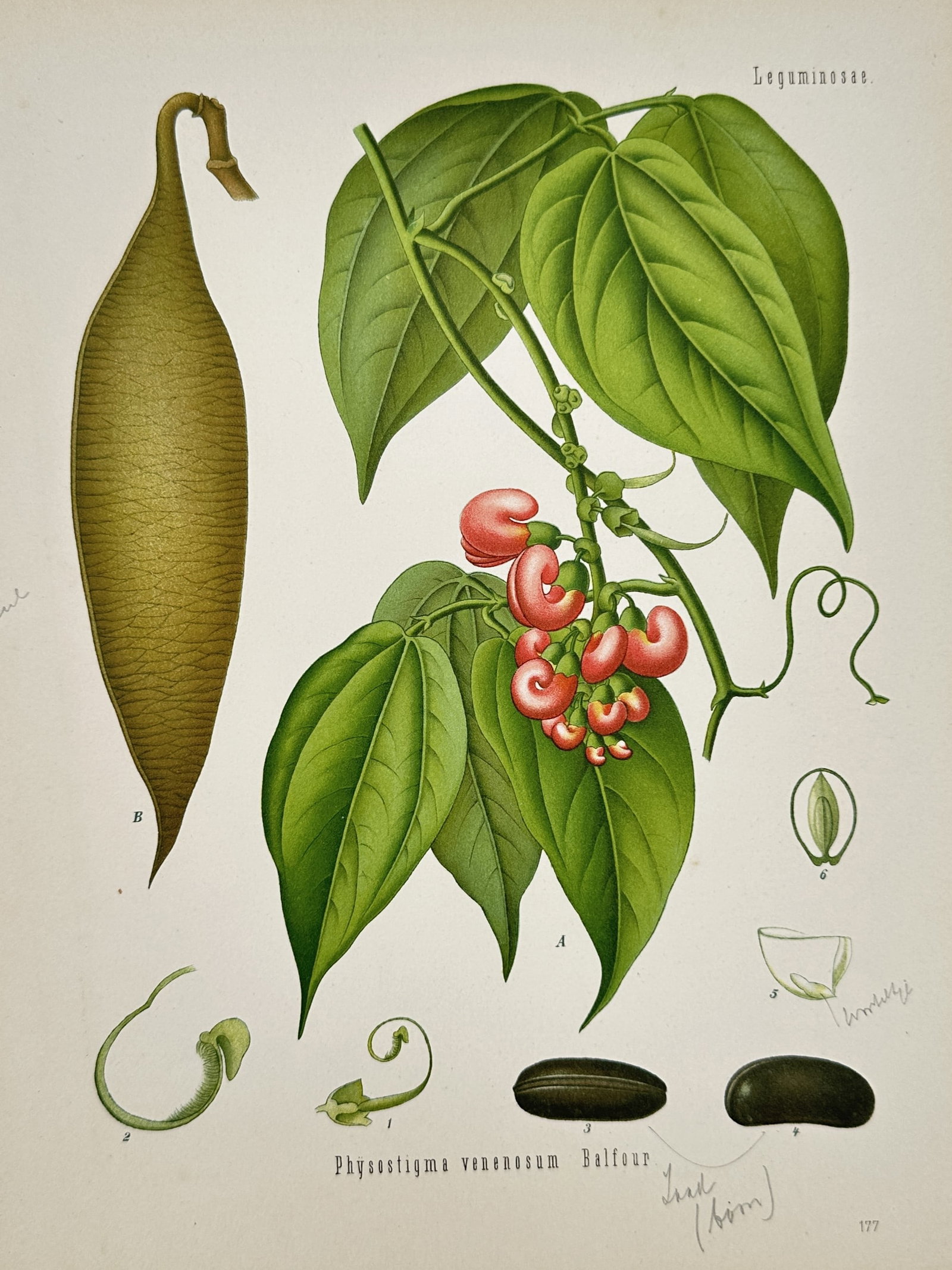 Hermann Adolph Köhler (1834–1879) – View of Calabar Bean – Chromolithograph (1887) (1 of 2)