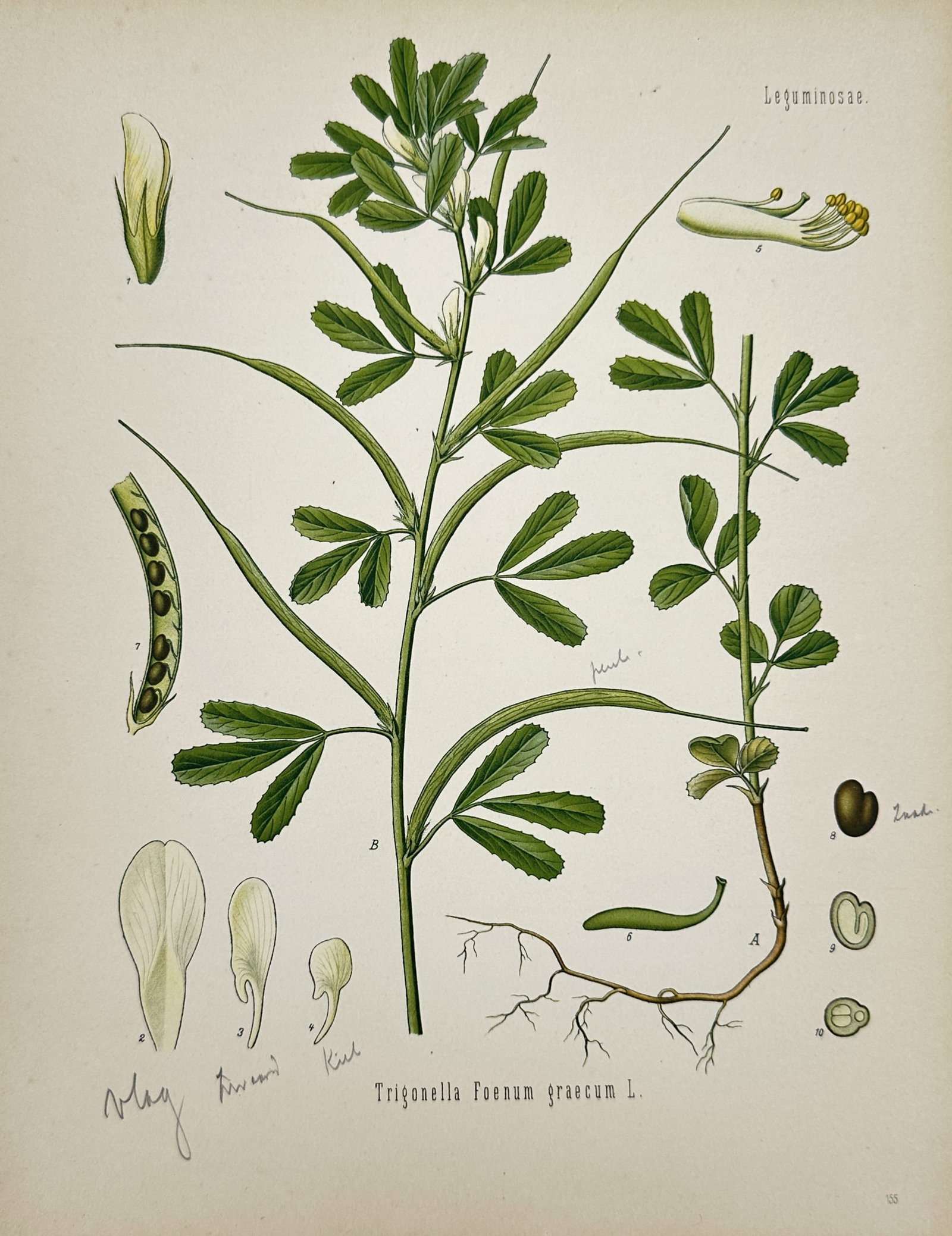 Hermann Adolph Köhler (1834–1879) – View of Fenugreek – Chromolithograph (1887): "Trigonella Foenum graecum L." is a chromolithograph depicting the fenugreek plant, featuring its upright stems, trifoliate leaves, and elongated, slender seed pods. The illustration captures the plan