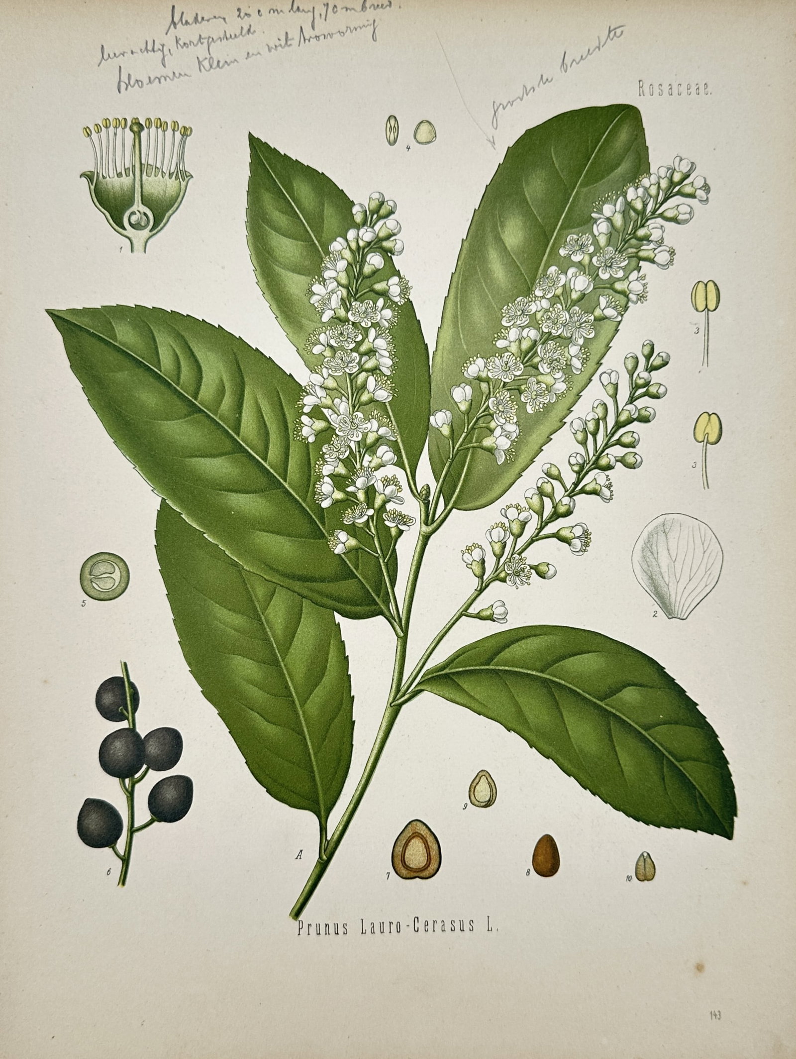Hermann Adolph Köhler (1834–1879) – View of Cherry Laurel – Chromolithograph (1887): "Prunus Lauro-Cerasus L." is a chromolithograph depicting the cherry laurel, featuring a central branch with lustrous, dark green elliptical leaves and upright racemes of small white flowers. The comp