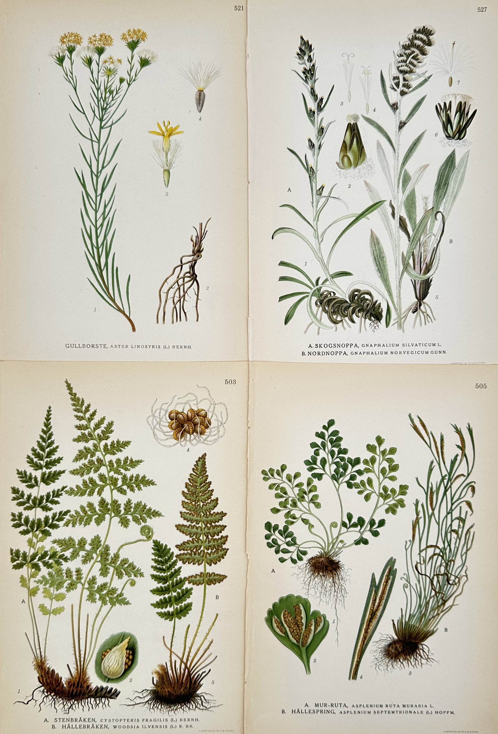 Carl Axel Magnus Lindman (1856–1928) – Set of 4: Nordic Flora Studies – Chromolithograph: "Bilder ur Nordens Flora" is a set of four chromolithographs depicting various botanical species native to the Nordic region, including goldilocks aster, highland cudweed, brittle bladder-fern, and wa