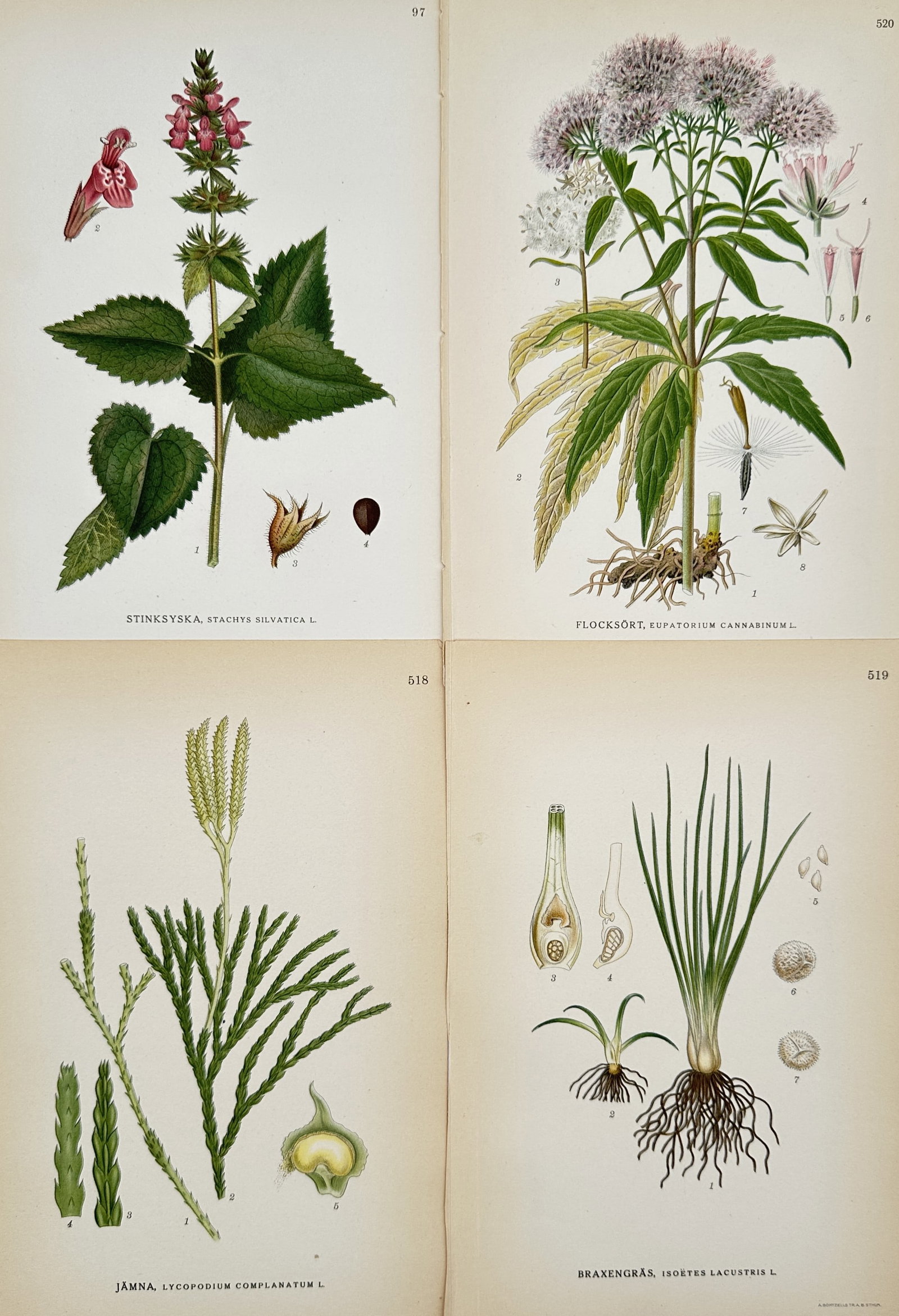Carl Axel Magnus Lindman (1856–1928) – Set of 4: Wildflowers of the North – Chromolithograph: "Bilder ur Nordens Flora" is a set of four chromolithographs depicting various botanical species native to the Nordic region, including hedge woundwort, hemp-agrimony, groundcedar, and quillwort. Each