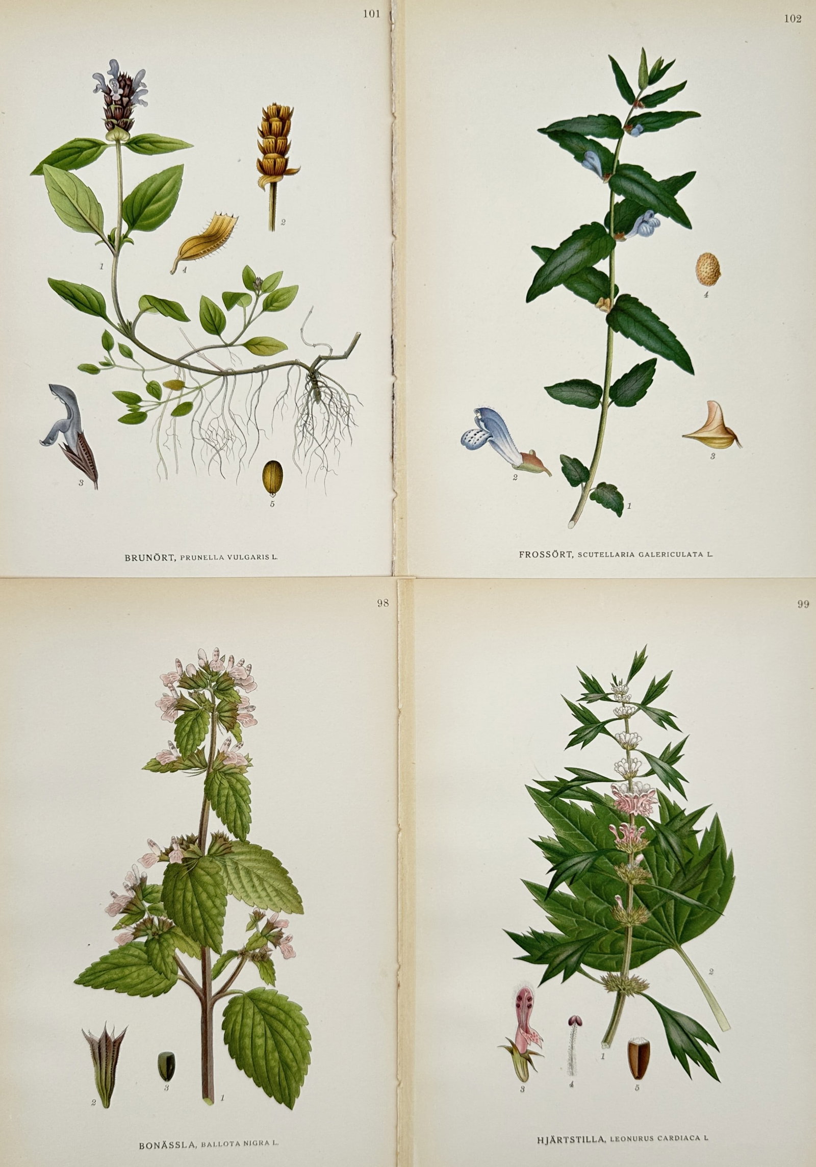 Carl Axel Magnus Lindman (1856–1928) – Set of 4: Specimens of Nordic Vegetation: "Bilder ur Nordens Flora" is a set of four chromolithographs depicting various botanical species native to the Nordic region, specifically from the Lamiaceae (mint) family: self-heal (Prunella vulgari