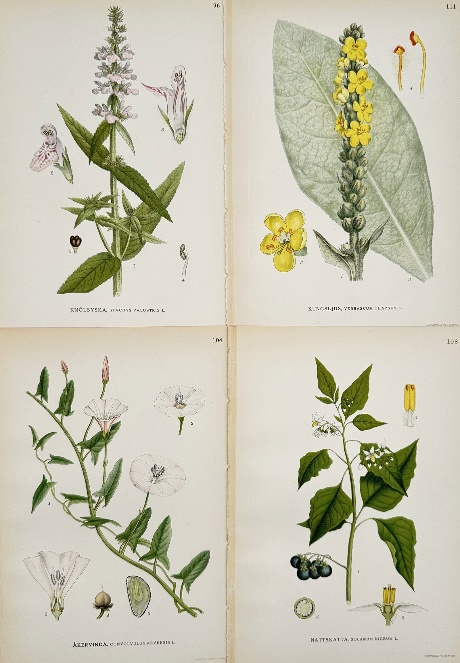 Carl Axel Magnus Lindman (1856–1928) – Set of 4: Botanical Illustrations from "Bilder ur Nordens: "Bilder ur Nordens Flora" is a set of four chromolithographs depicting various botanical species native to the Nordic region: marsh woundwort (Stachys palustris), great mullein (Verbascum thapsus), fi