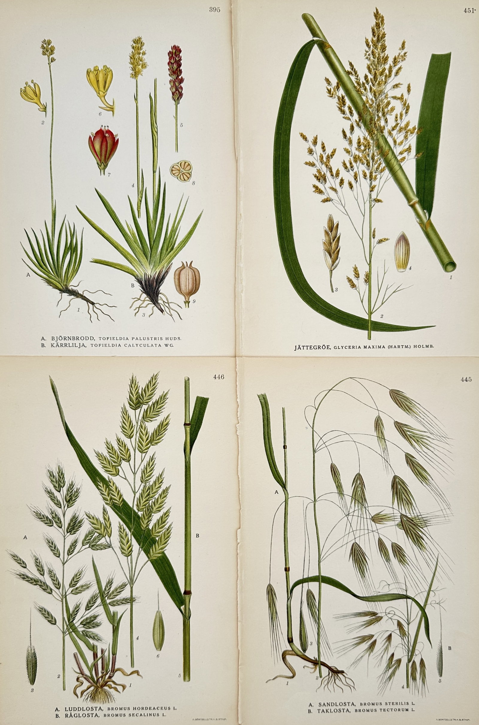 Carl Axel Magnus Lindman (1856–1928) – Set of 4: Ornamental Nordic Flora – Chromolithograph: "Bilder ur Nordens Flora" is a set of four chromolithographs depicting various botanical species native to the Nordic region, including Scottish asphodel (Tofieldia pusilla), reed sweet-grass (Glyceri