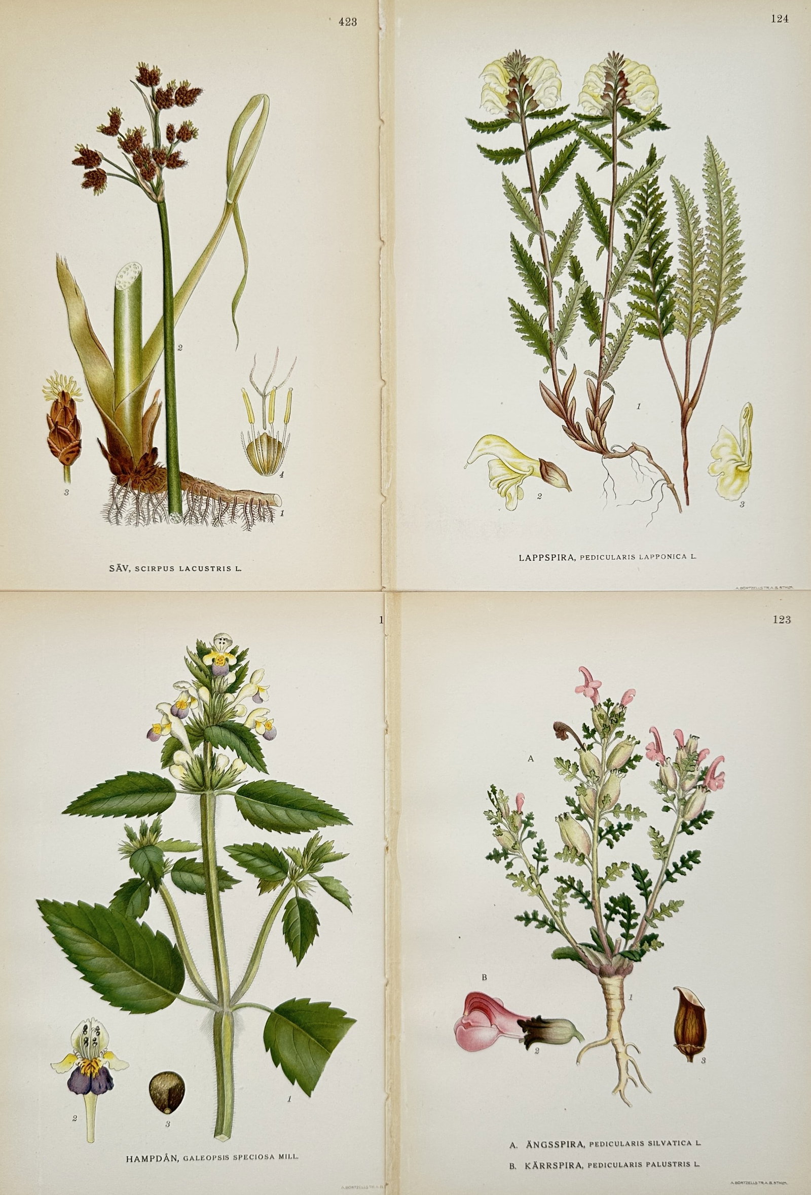 Carl Axel Magnus Lindman (1856–1928) – Set of 4: Seasonal Nordic Bloom Cycles: "Bilder ur Nordens Flora" is a set of four chromolithographs depicting various botanical species native to the Nordic region: common club-rush (Scirpus lacustris), Lapland lousewort (Pedicularis lappo
