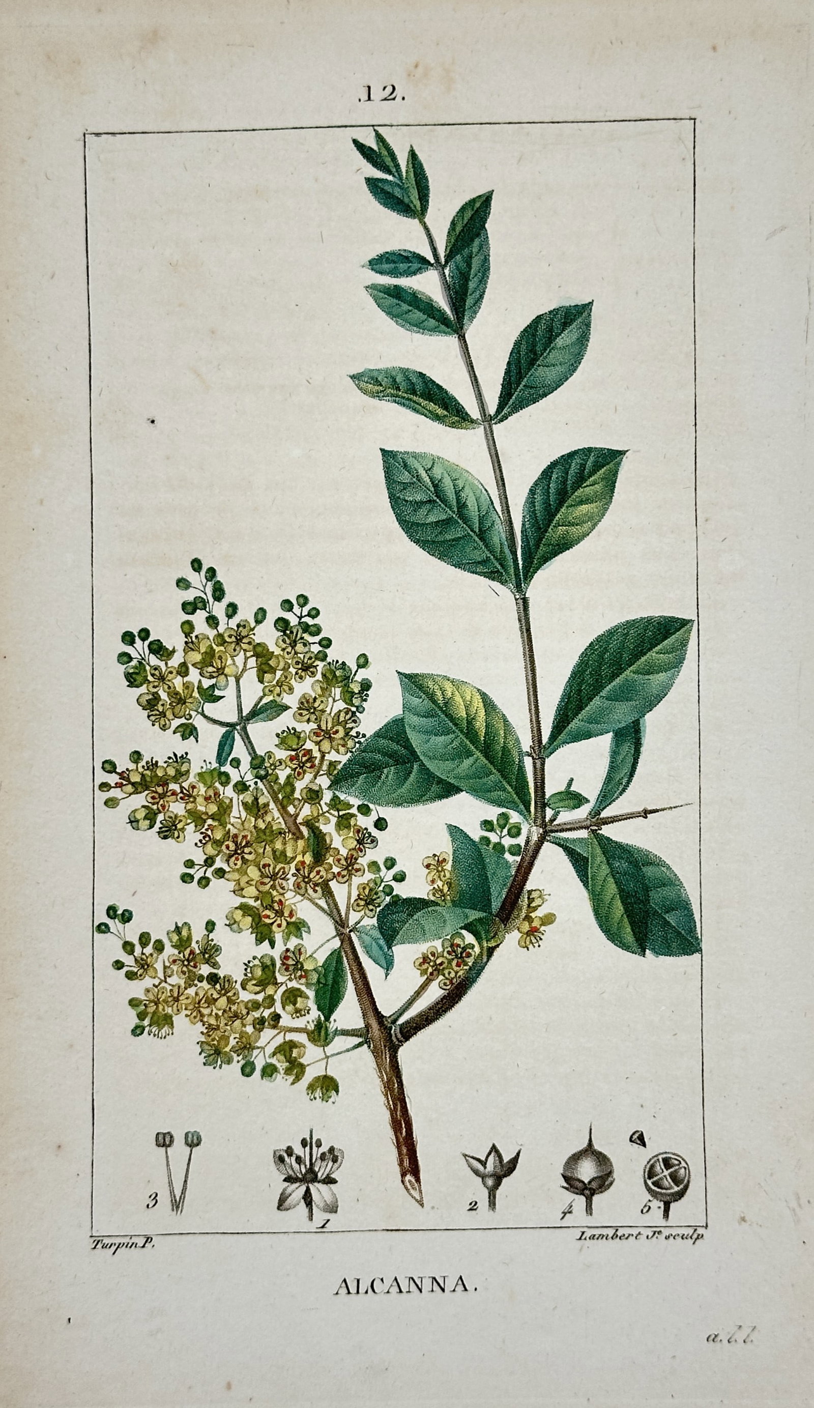 Pierre Jean François Turpin – View of Henna (Alcanna) – Hand-coloured stipple engraving (ca.: "Alcanna" is a hand-coloured stipple engraving depicting the henna plant (Lawsonia inermis), featuring a woody branch with elliptical leaves and a dense panicle of small, pale yellow flowers. The bott