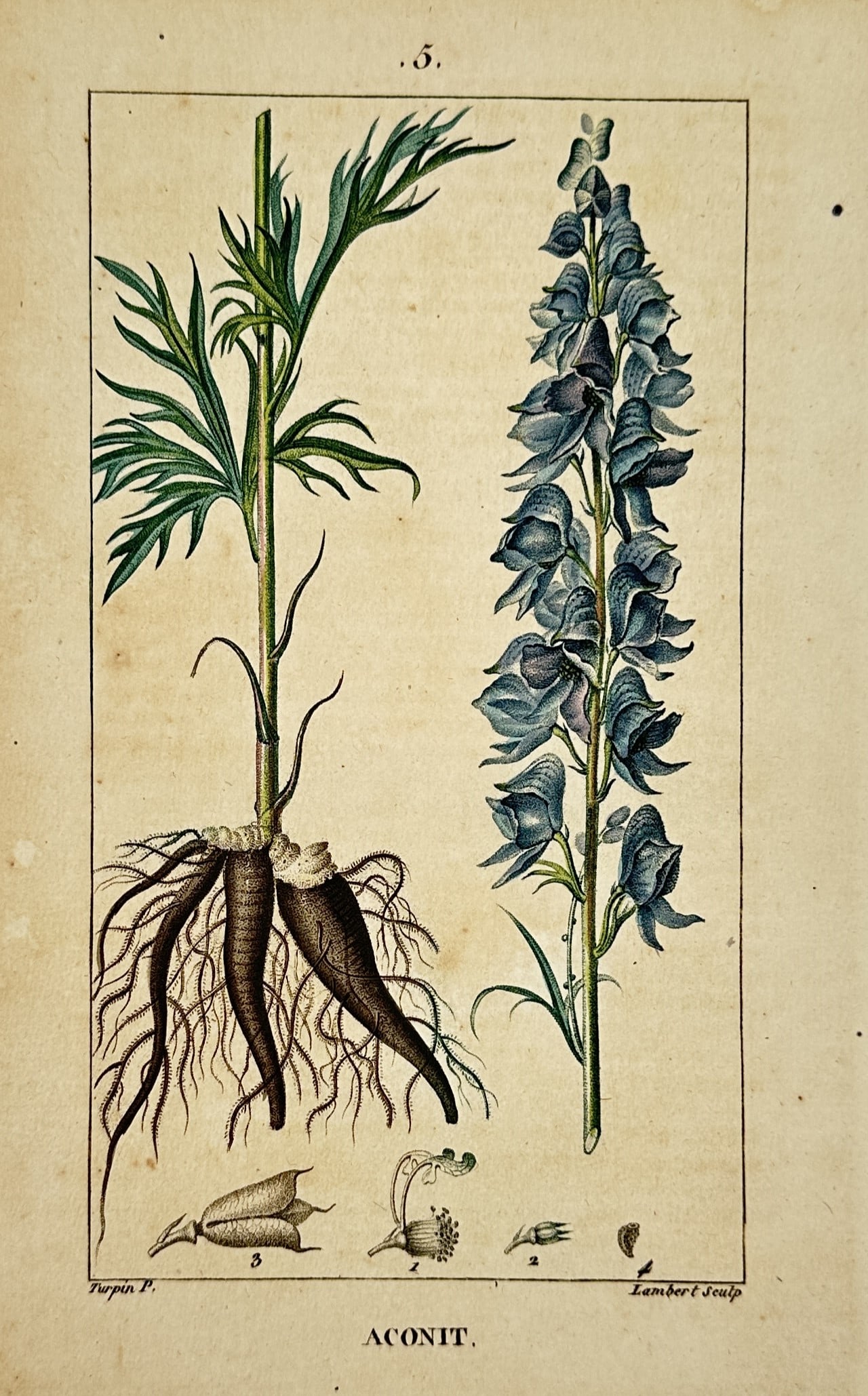 Pierre Jean François Turpin – View of Monkshood (Aconit) – Hand-coloured stipple engraving: "ACONIT." is a hand-coloured stipple engraving depicting monkshood (Aconitum napellus), showing the plant's characteristic deeply lobed leaves, its tuberous root system, and a tall, dense raceme of ho