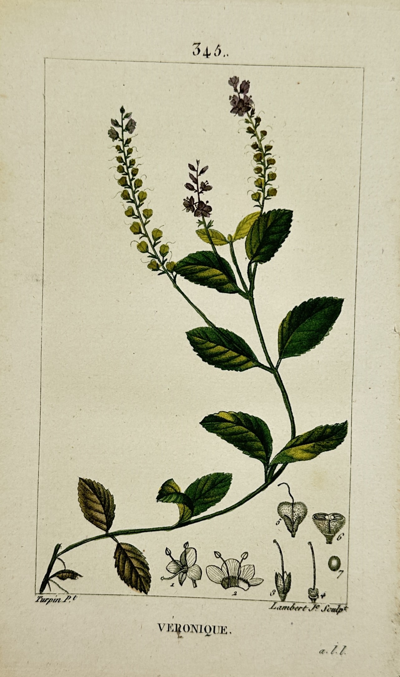 Pierre Jean François Turpin – View of Speedwell (Veronique) – Hand-coloured stipple engraving (1 of 2)