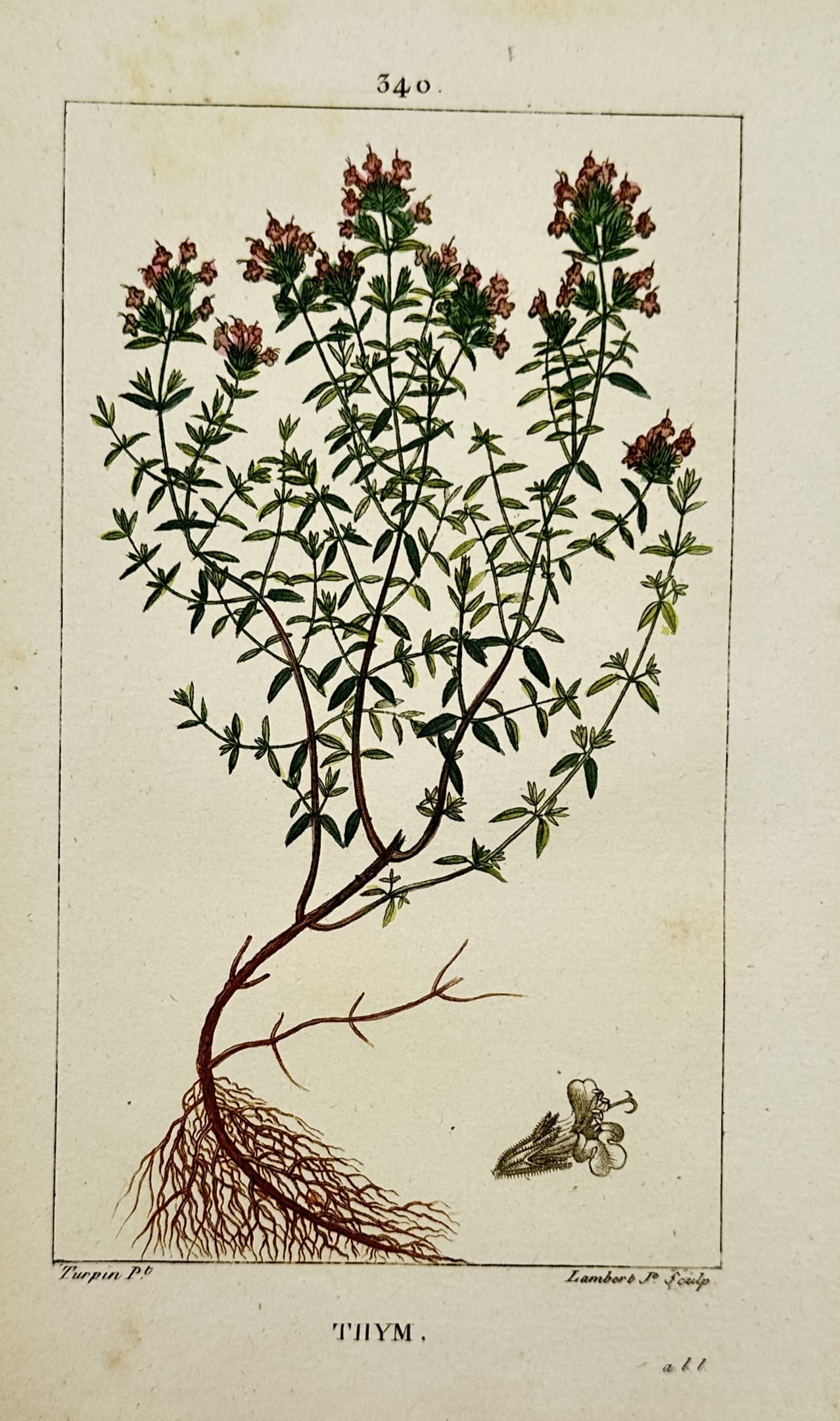 Pierre Jean François Turpin – View of Thyme (Thym) – Hand-coloured stipple engraving (ca. 1810) (1 of 2)