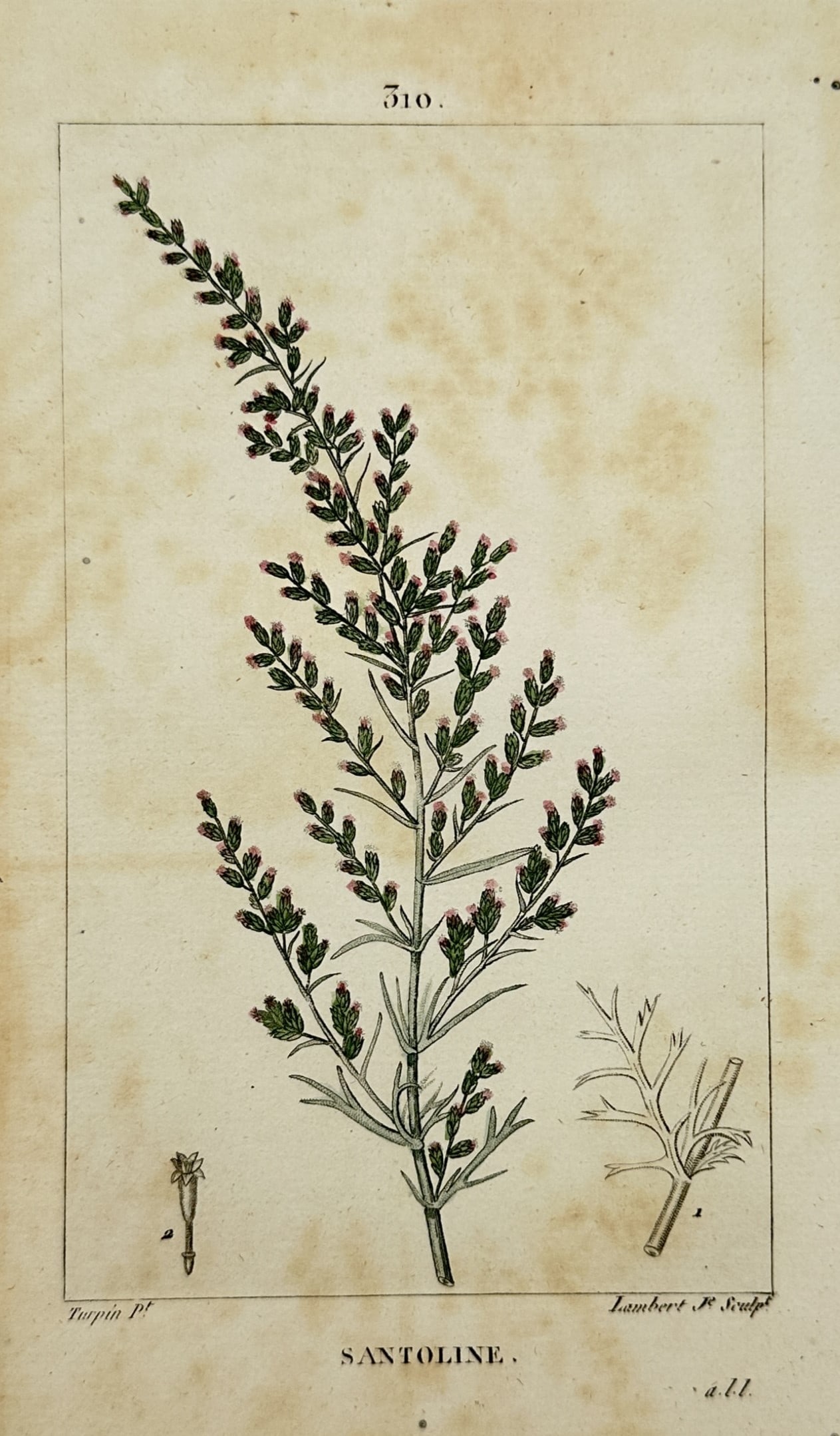 Pierre Jean François Turpin – View of Lavender Cotton (Santoline) – Hand-coloured stipple: "SANTOLINE." is a hand-coloured stipple engraving depicting lavender cotton (Santolina chamaecyparissus), featuring its characteristic woody stem and dense, silvery-green pinnate foliage. The illustra