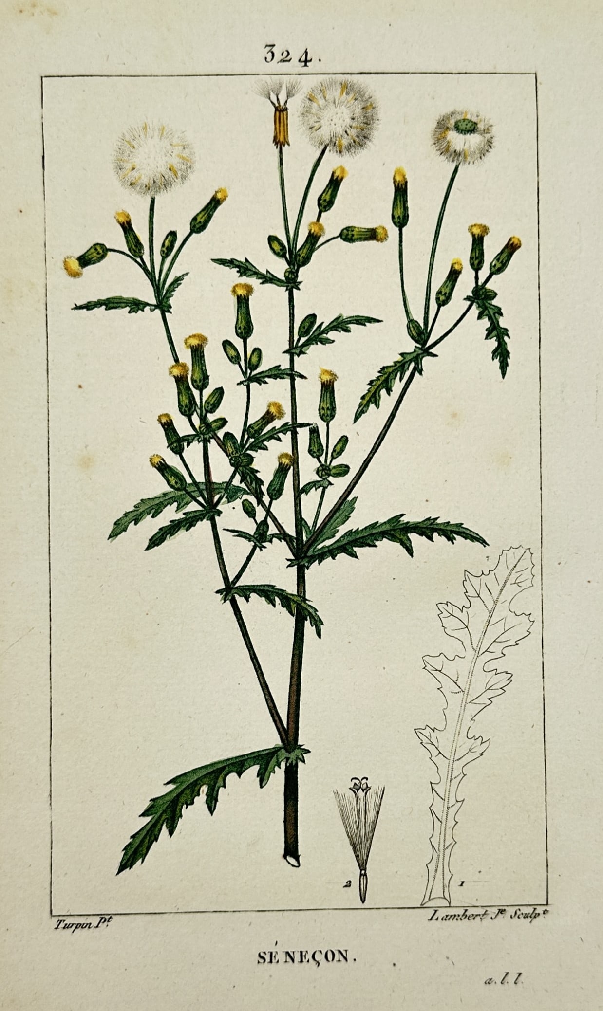 Pierre Jean François Turpin – View of Common Mallow – Hand-coloured stipple engraving (ca. (1 of 2)