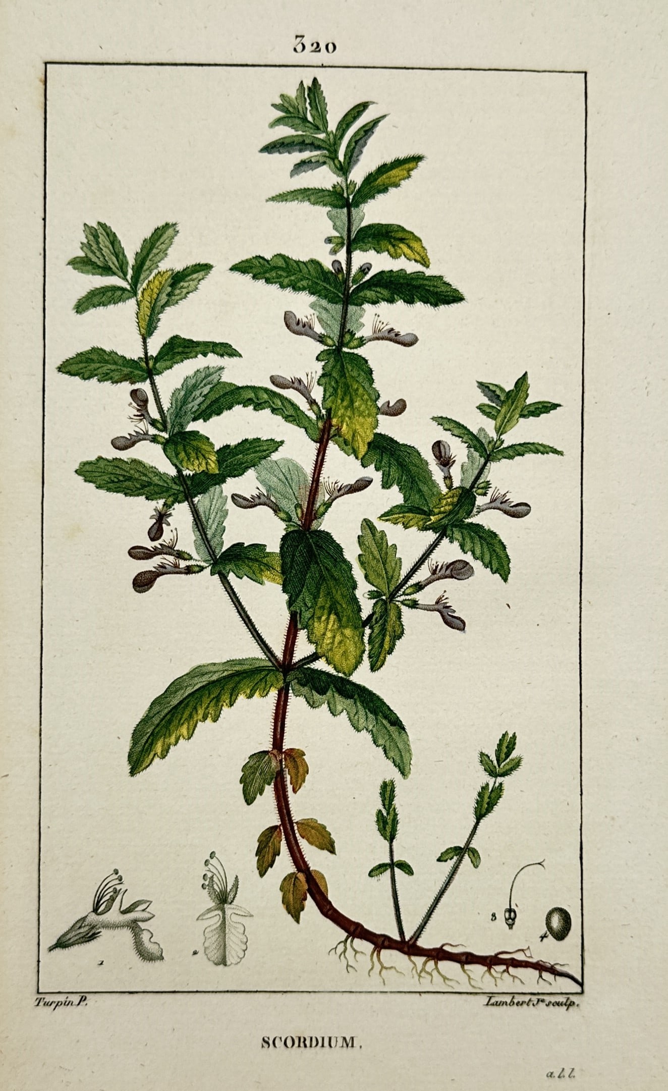 Pierre Jean François Turpin – View of Water Germander – Hand-coloured stipple engraving (1 of 2)