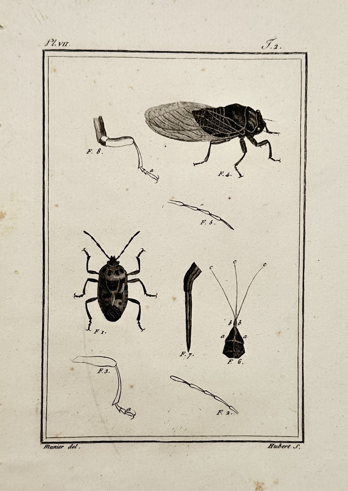Georges-Louis Leclerc, Comte de Buffon – View of Hemiptera Insects – Engraving (ca. 1790): "Histoire Naturelle" is an engraving depicting various hemiptera insects, including a cicada and a shield bug, along with detailed anatomical dissections of legs and antennae. This plate was published