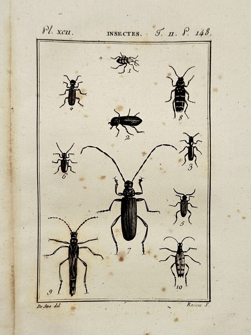 Georges-Louis Leclerc, Comte de Buffon – View of Beetles and Longhorn Insects – Engraving (1 of 2)