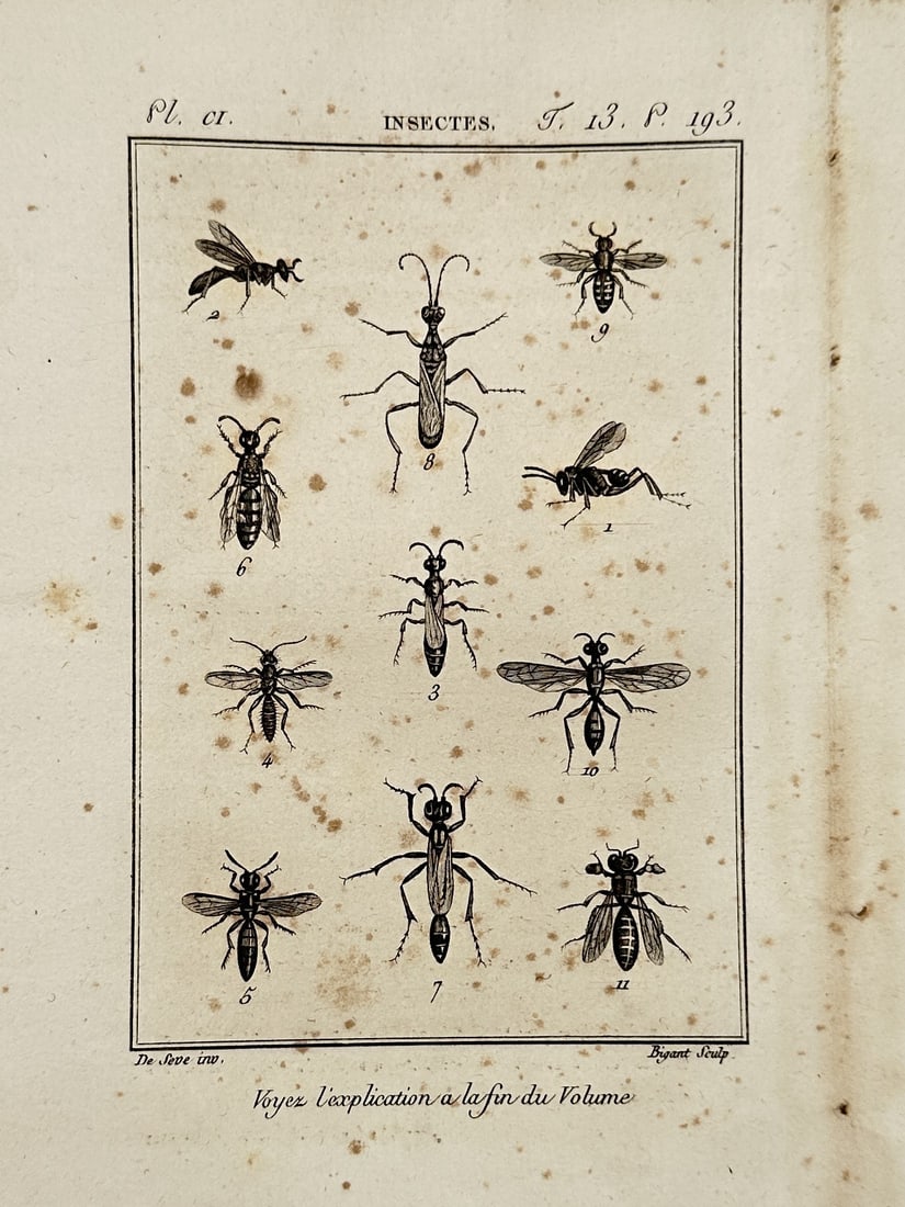 Georges-Louis Leclerc, Comte de Buffon – View of Hymenoptera and Diptera Insects – Engraving: "Histoire Naturelle" is an engraving depicting a scientific arrangement of eleven insects, including various wasps, bees, and flies, shown from a dorsal perspective to highlight wing venation and body