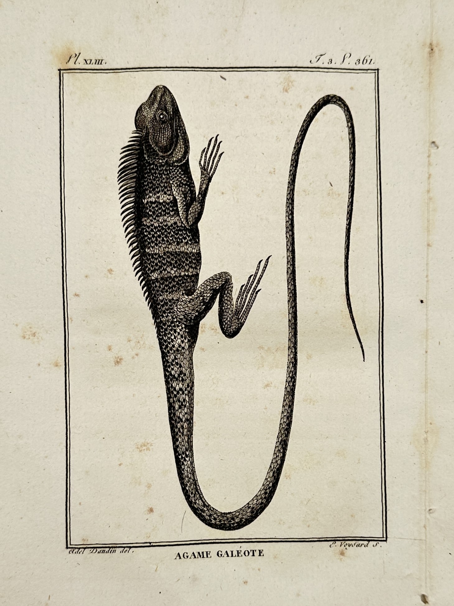 Georges-Louis Leclerc, Comte de Buffon – View of Oriental Garden Lizard – Engraving (ca. 1790): "Agame Galeote" is an engraving depicting the Oriental garden lizard, shown in profile to highlight its dorsal crest of spines and exceptionally long, tapering tail. This plate was published in Paris 