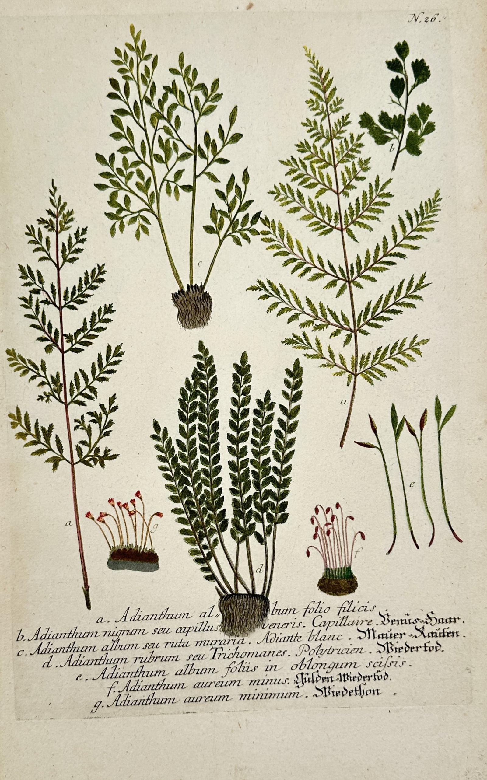 Johann Wilhelm Weinmann – View of Various Ferns and Mosses – Hand-coloured copper engraving: "Adianthum" is a hand-coloured copper engraving depicting a scientific arrangement of seven distinct botanical species, including various ferns such as maidenhair and wall-rue, alongside mosses like h