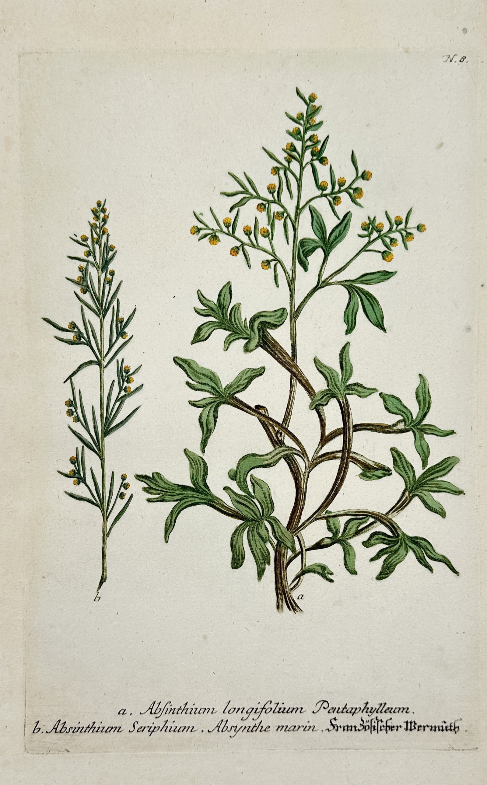 Johann Wilhelm Weinmann – View of Wormwood Species – Hand-coloured copper engraving (1745): "Absinthium" is a hand-coloured copper engraving depicting two varieties of wormwood, including sea wormwood, featuring their characteristic woody stems, deeply lobed silvery-green leaves, and small y