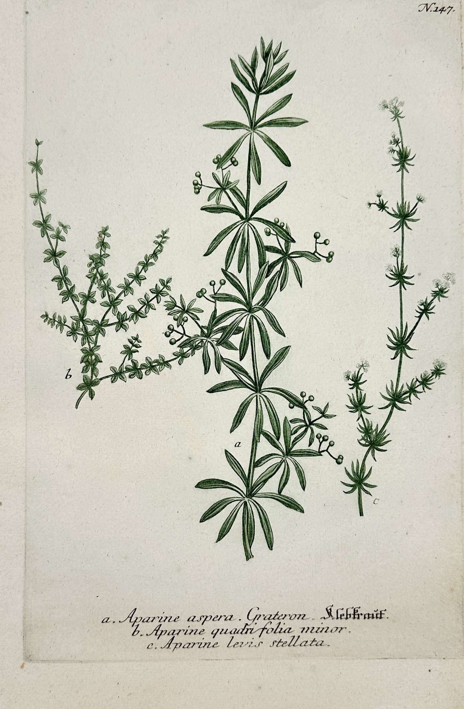 Johann Wilhelm Weinmann – View of Cleavers and Bedstraw Species (1 of 2)