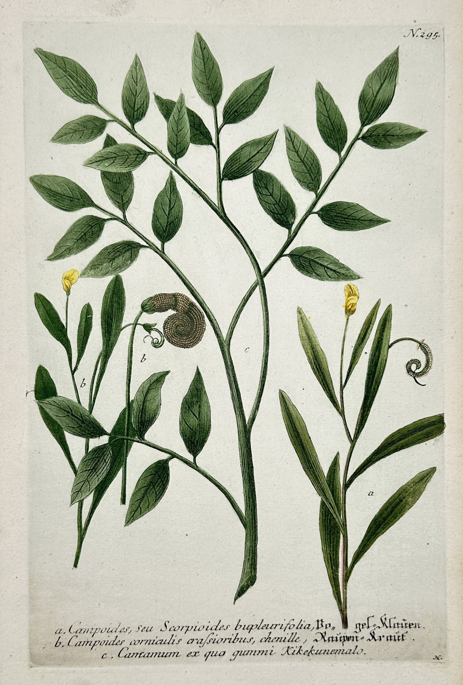 Johann Wilhelm Weinmann – View of Caterpillar-plant and Related Species (1 of 2)
