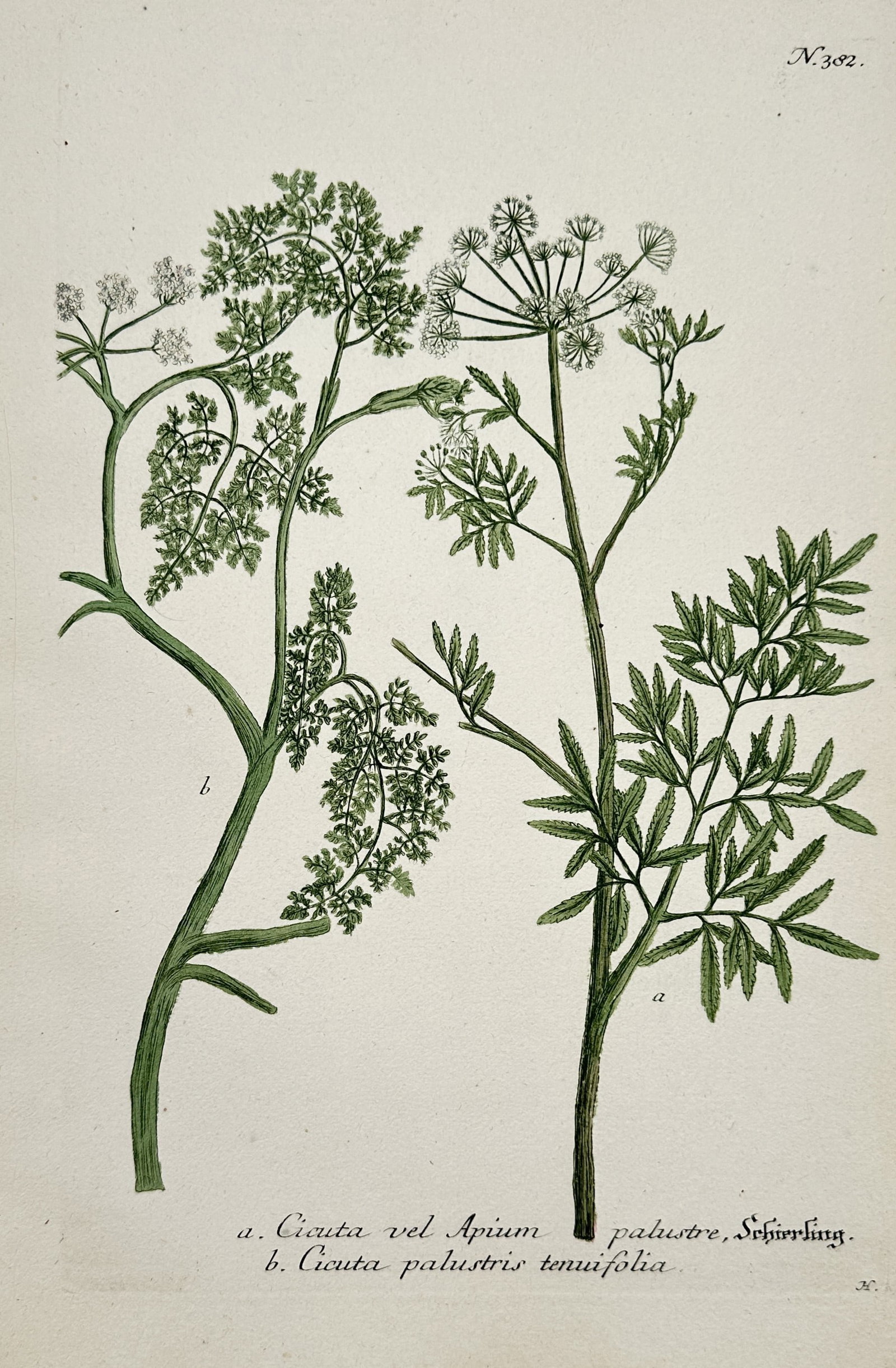Johann Wilhelm Weinmann – View of Water Hemlock and Related Species (1 of 2)