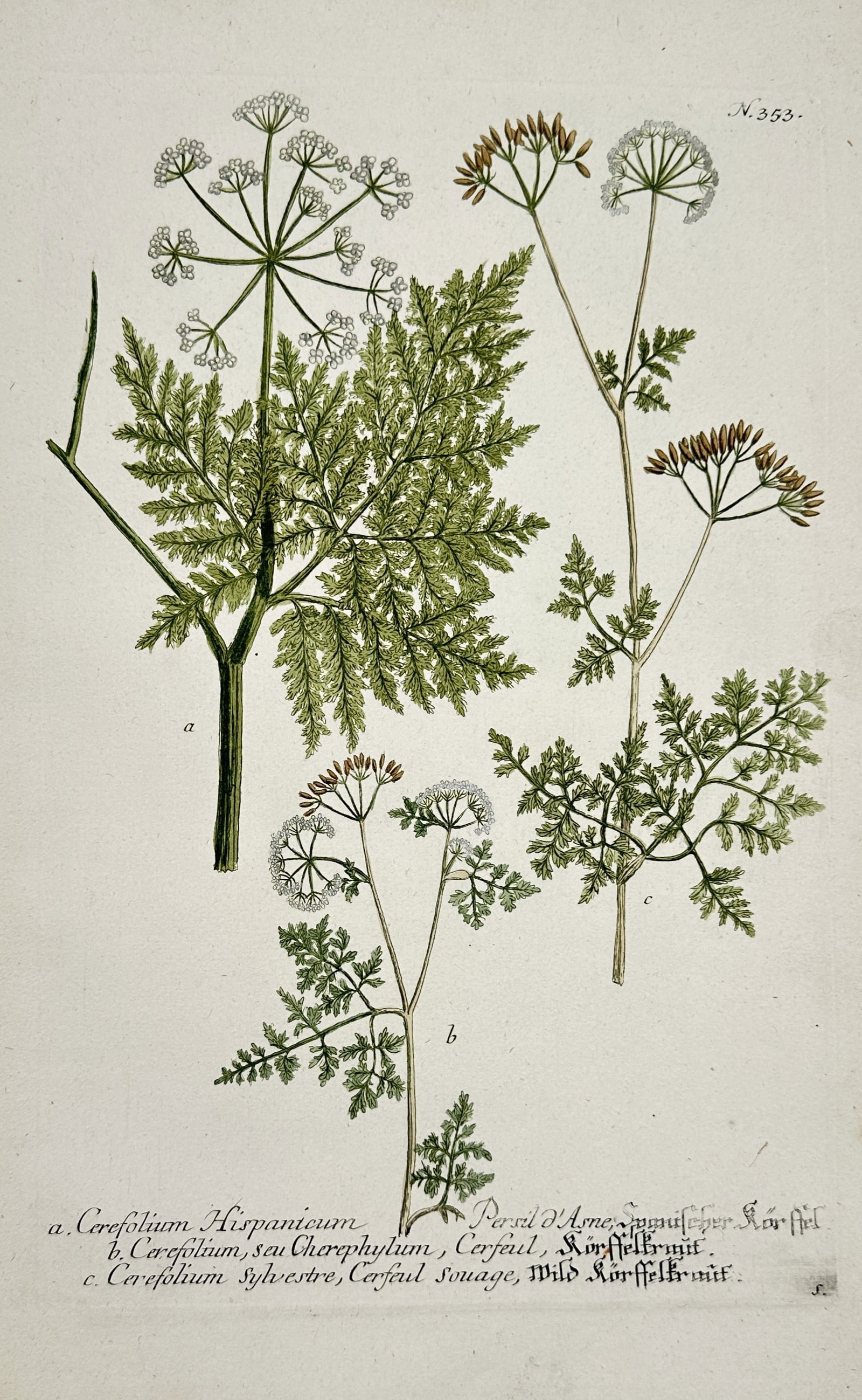 Johann Wilhelm Weinmann – View of Chervil Species – Hand-coloured copper engraving (1745): "Cerefolium" is a hand-coloured copper engraving depicting three varieties of chervil, including Spanish chervil, garden chervil, and wild chervil, featuring their characteristic finely divided, fern-