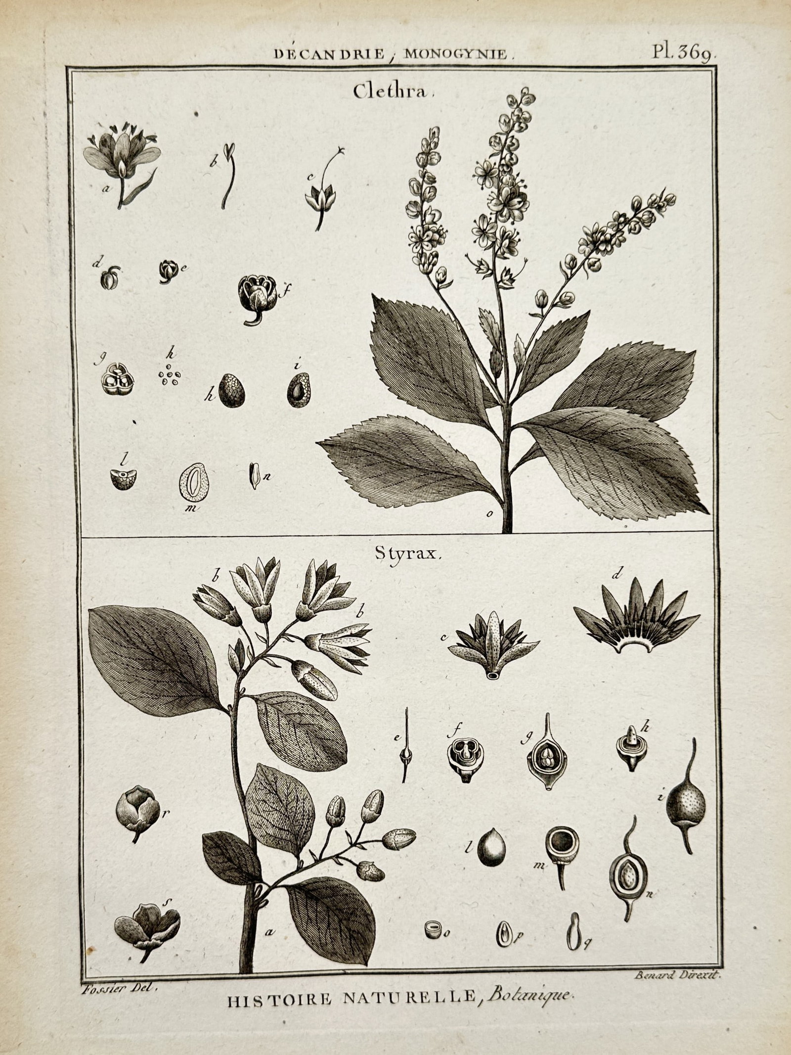 Robert Bénard (1734–1777) – View of Clethra and Styrax Botanical Species – Engraving (1762): "Clethra, Styrax" is a technical botanical engraving depicting the anatomical structures of the white alder and the snowbell tree. The upper panel illustrates a flowering branch of Clethra with detail