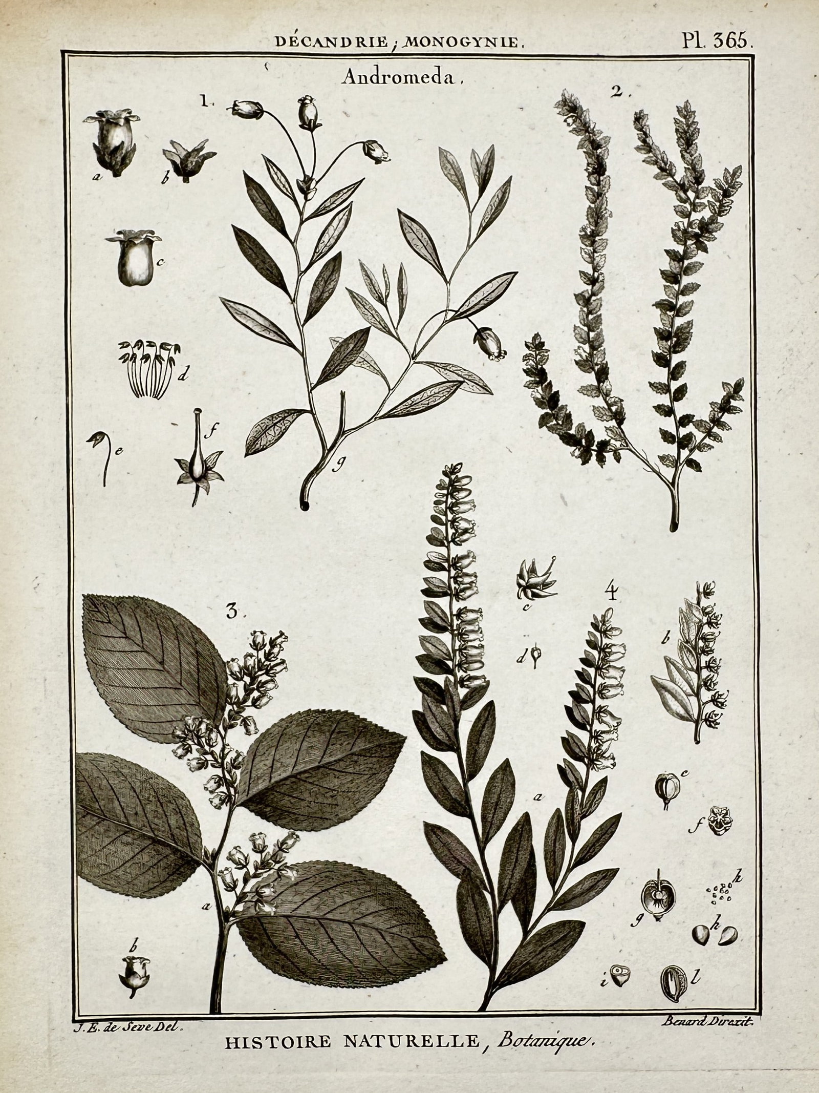 Robert Bénard (1734–1777) – View of Andromeda Botanical Species – Engraving (1762): "Andromeda" is a technical botanical engraving depicting various species of the Andromeda genus, a group of flowering plants in the heath family. The plate features four primary botanical illustration