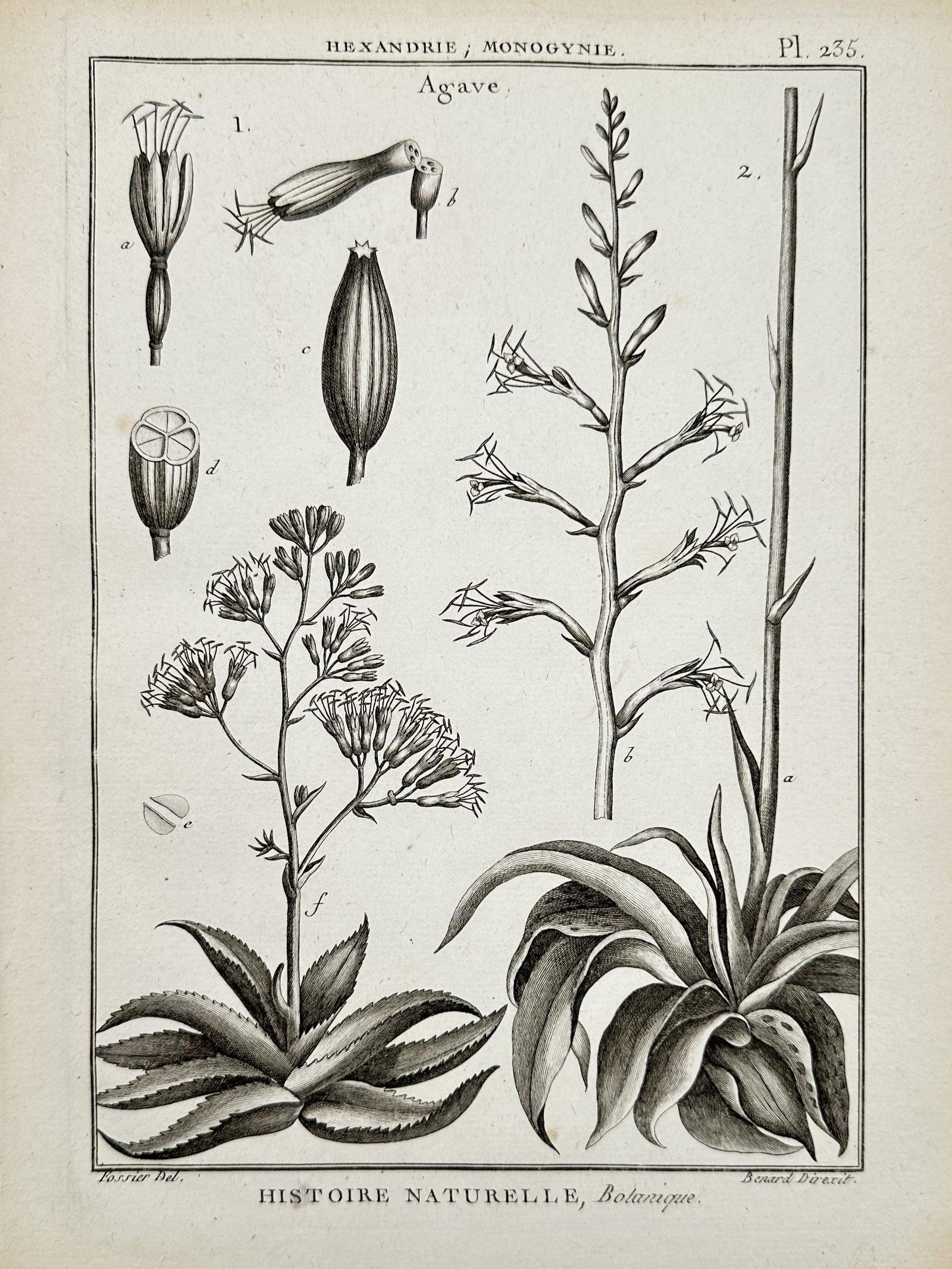 Robert Bénard (1734–1777) – View of Agave Botanical Species – Engraving (1762): "Agave" is a technical botanical engraving depicting the succulent plants of the Agave genus, known for their large rosettes of fleshy, spiked leaves. The plate illustrates two distinct varieties (lab