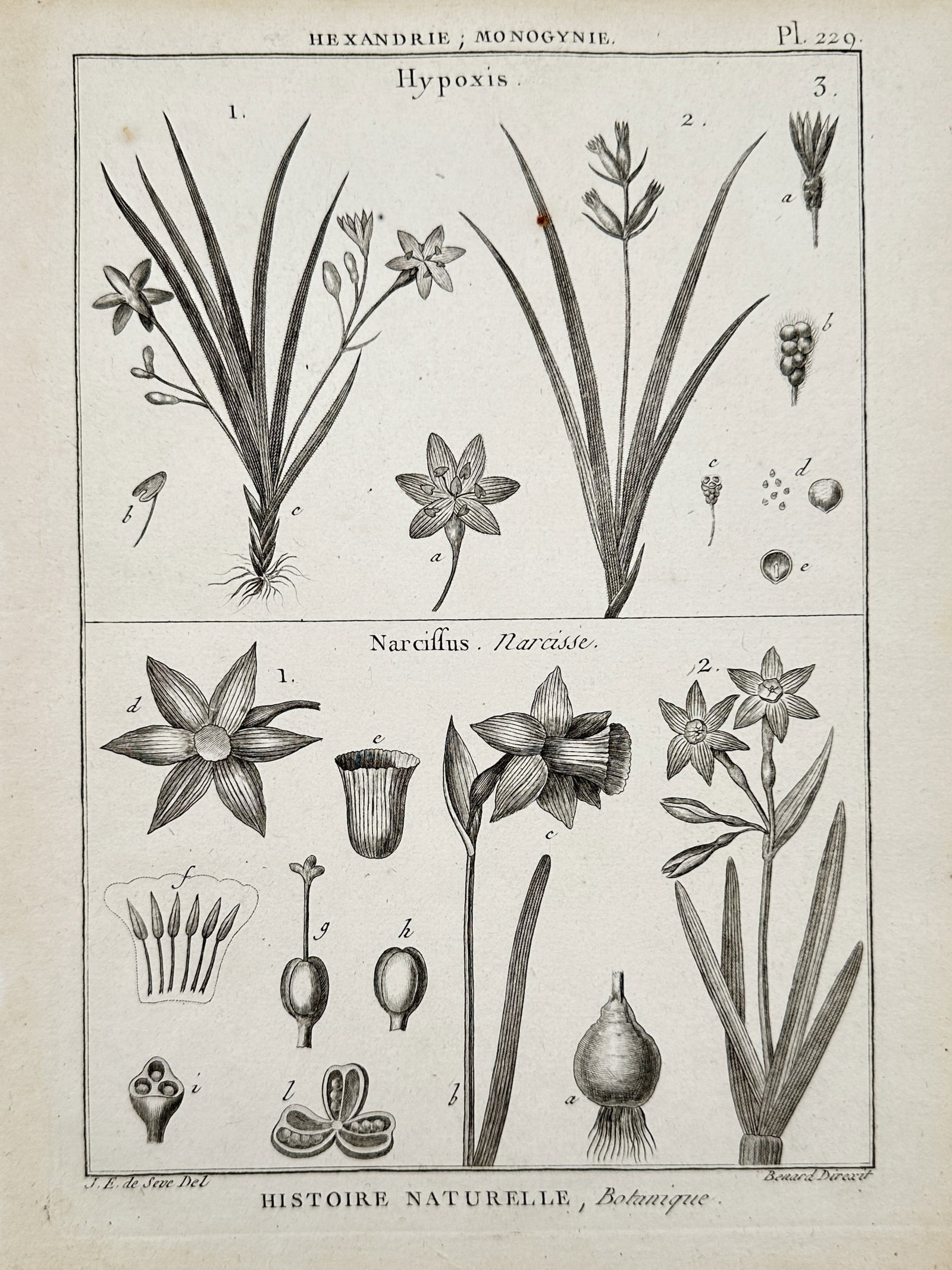 Robert Bénard (1734–1777) – View of Hypoxis and Narcissus Botanical Species – Engraving: "Hypoxis, Narcissus" is a technical botanical engraving depicting the anatomical structures of the star-grass and the daffodil. The upper panel illustrates several varieties of Hypoxis with their gras